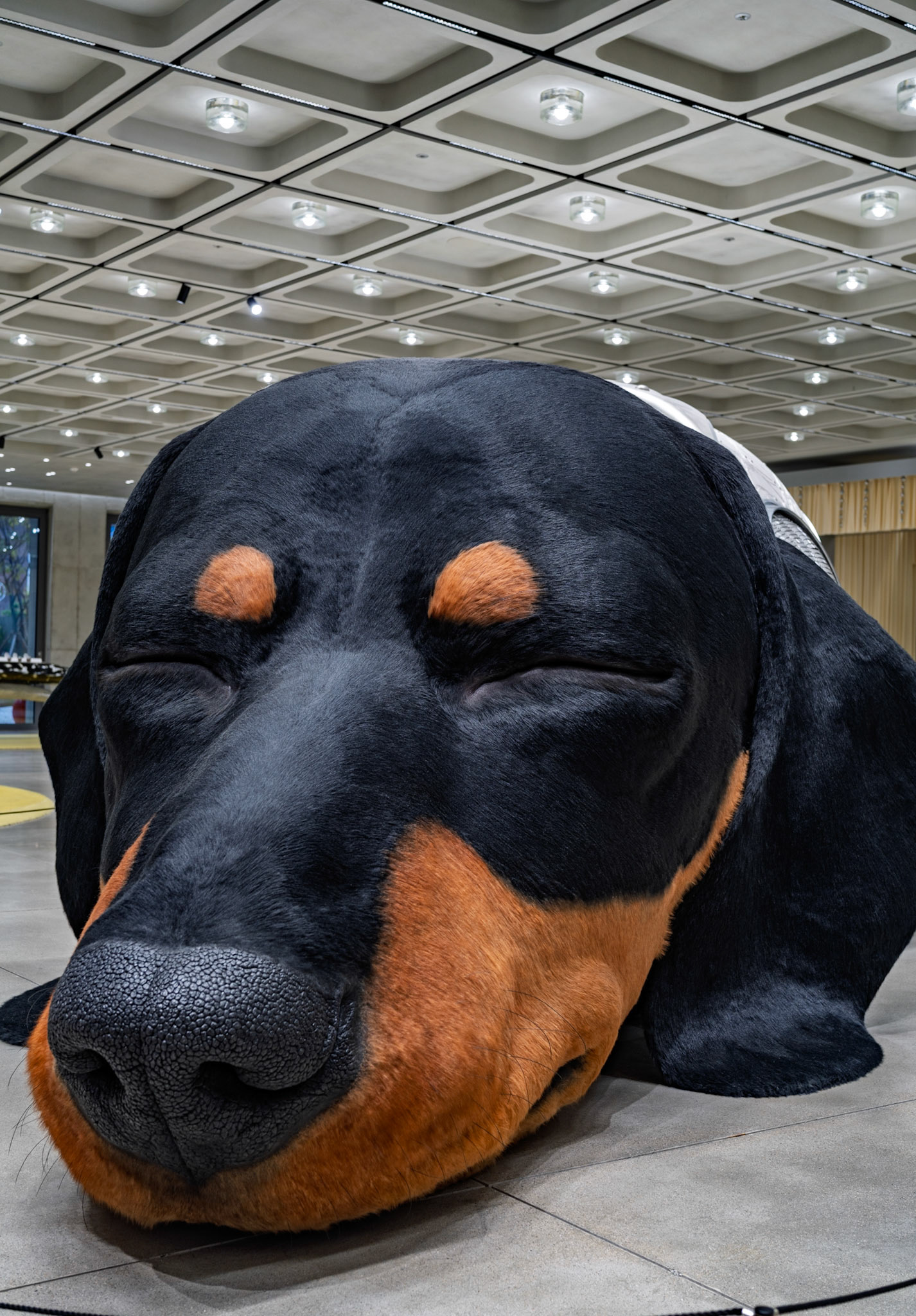 Giant sleeping dachshund at Haus Nowhere in Seoul