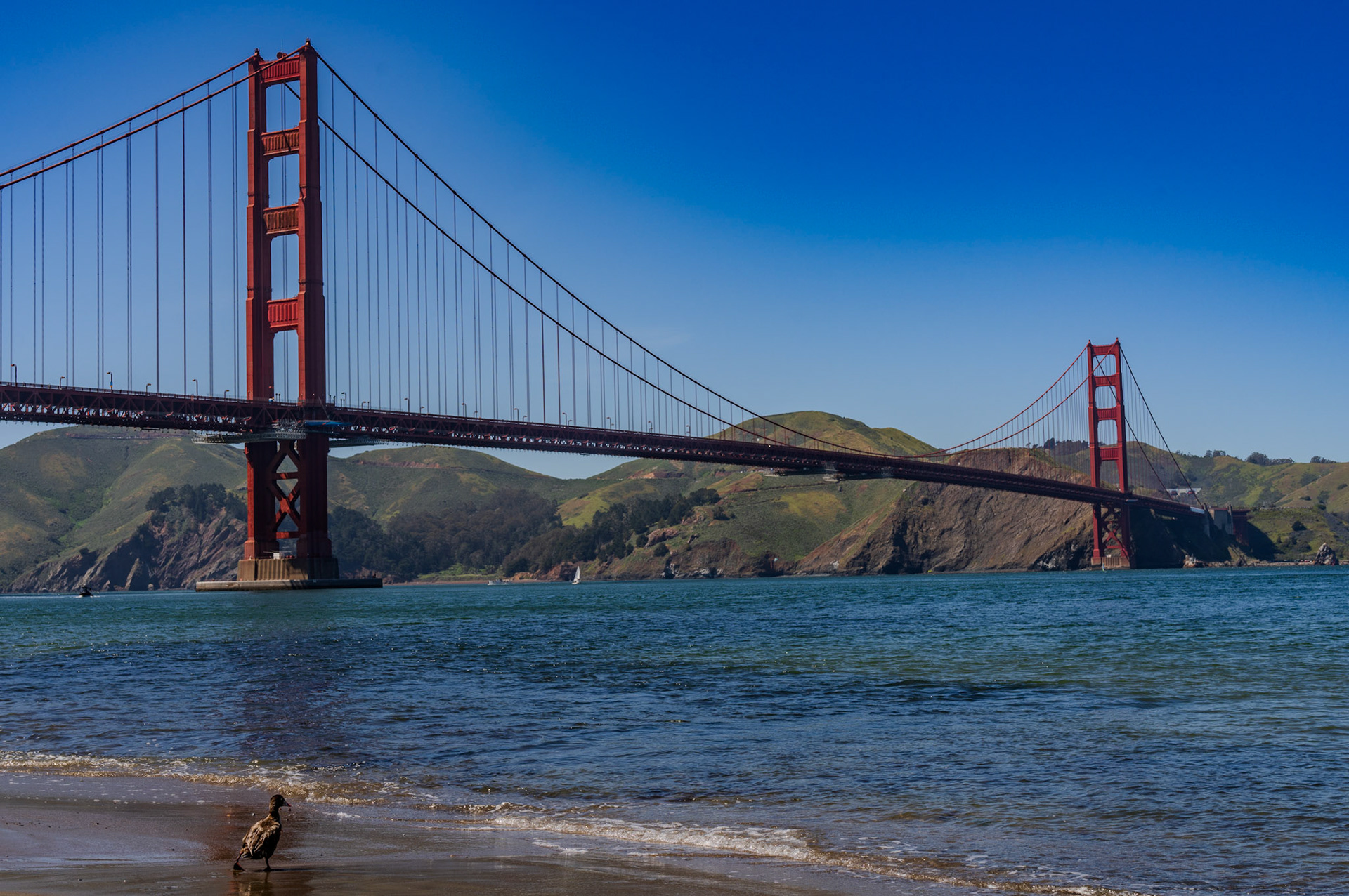 A duck enters the water near Fort Point