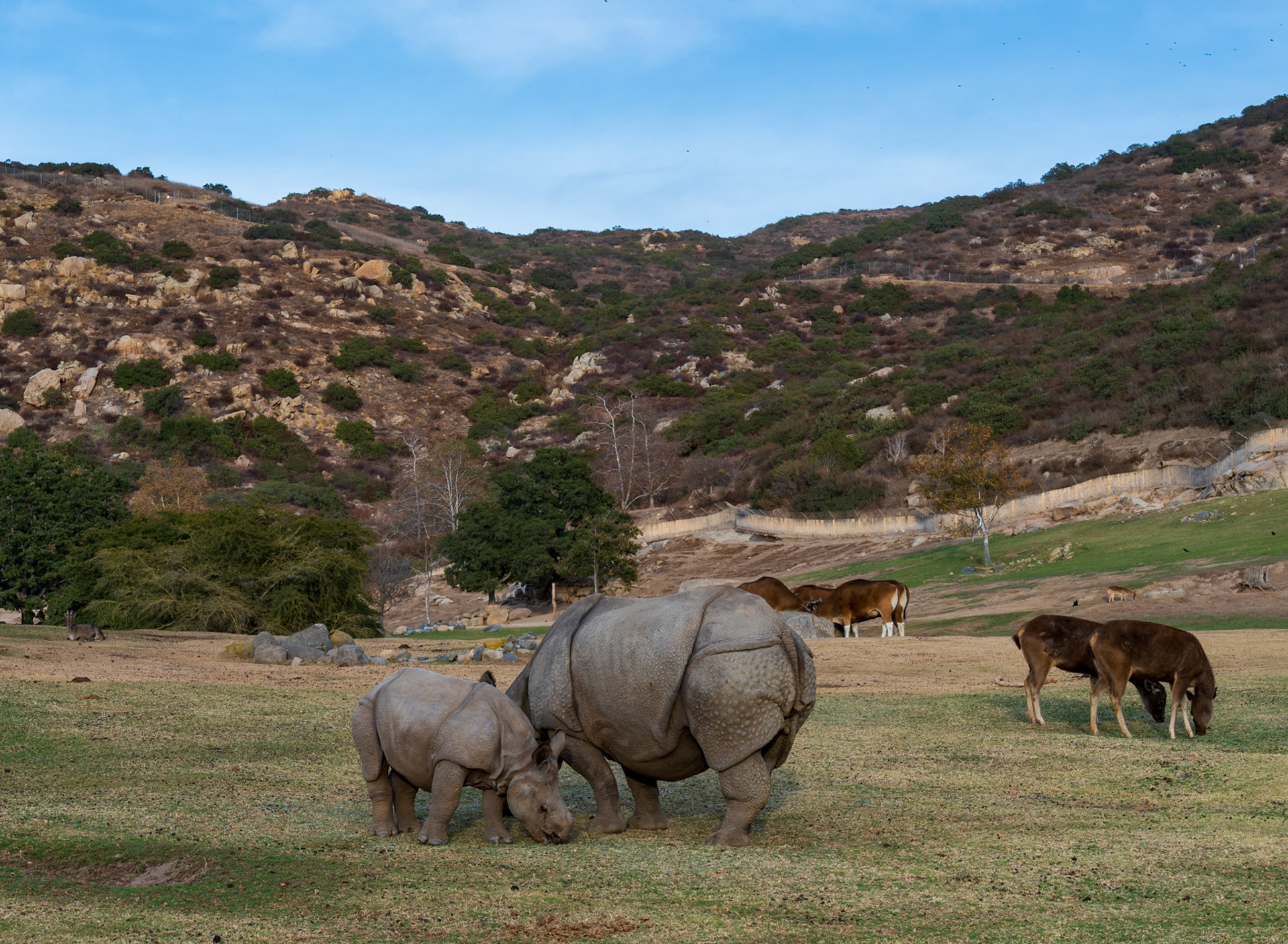Indian rhinoceros baby and mother, San Diego Zoo Safari Park
