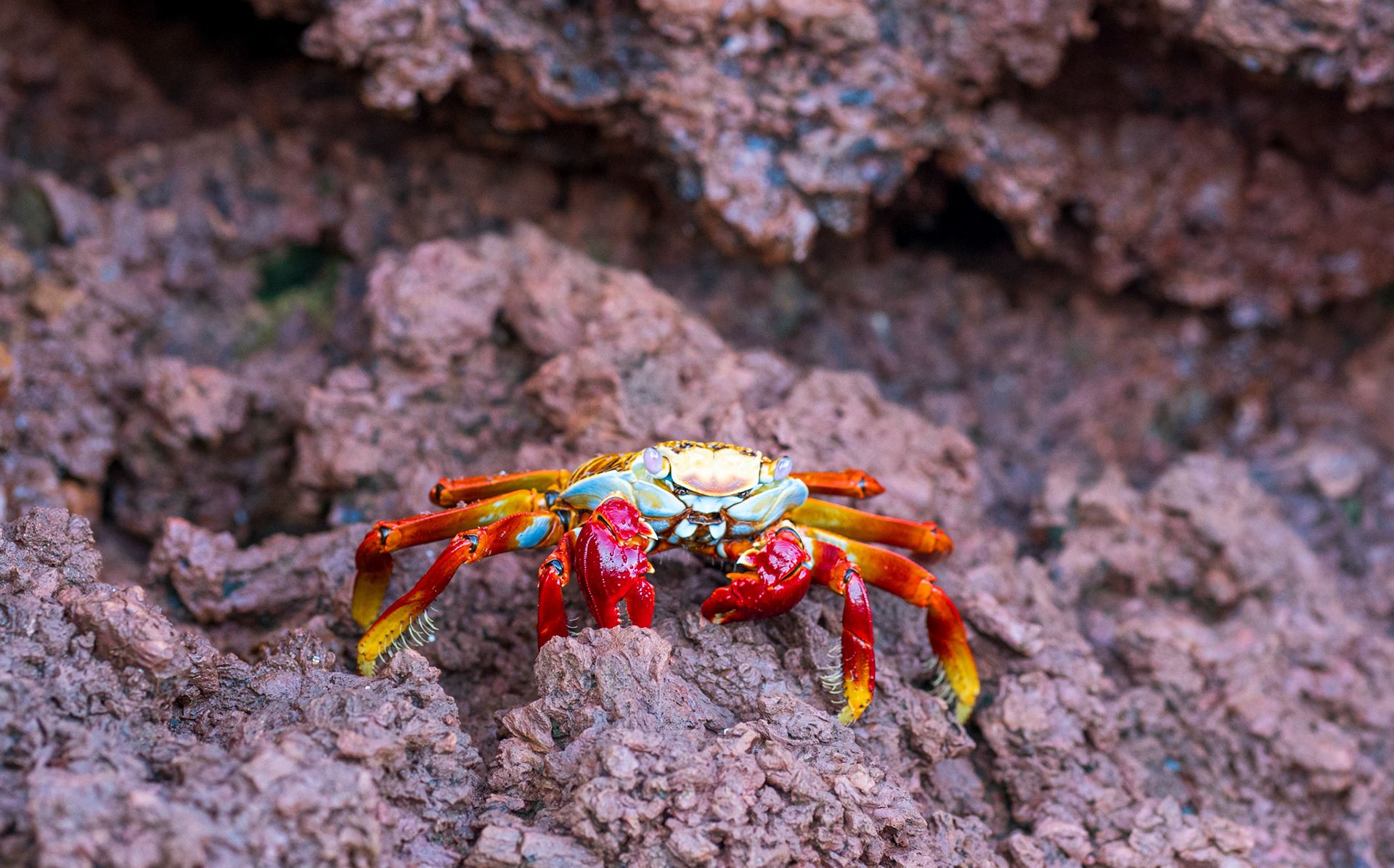 Sally Lightfoot crab on red rocks, Rabida Island
