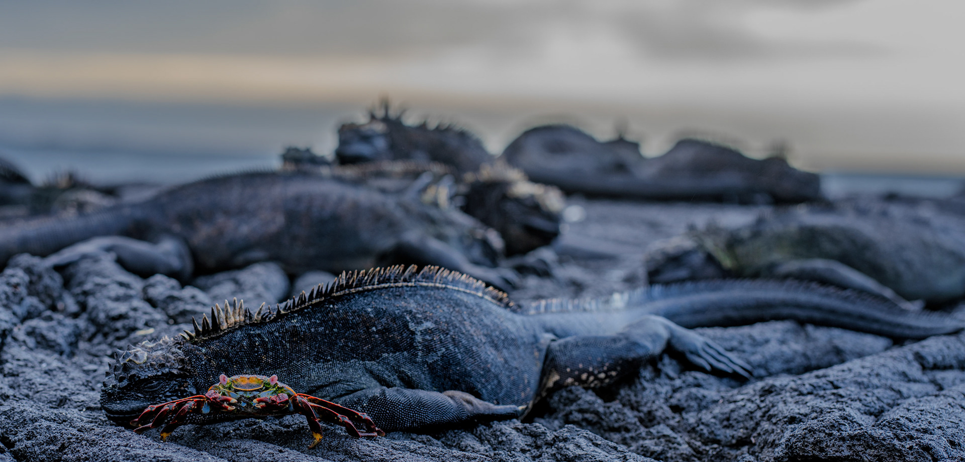 A Sally Lightfoot crab passes near a marine iguana sunbathing on Fernandina Island