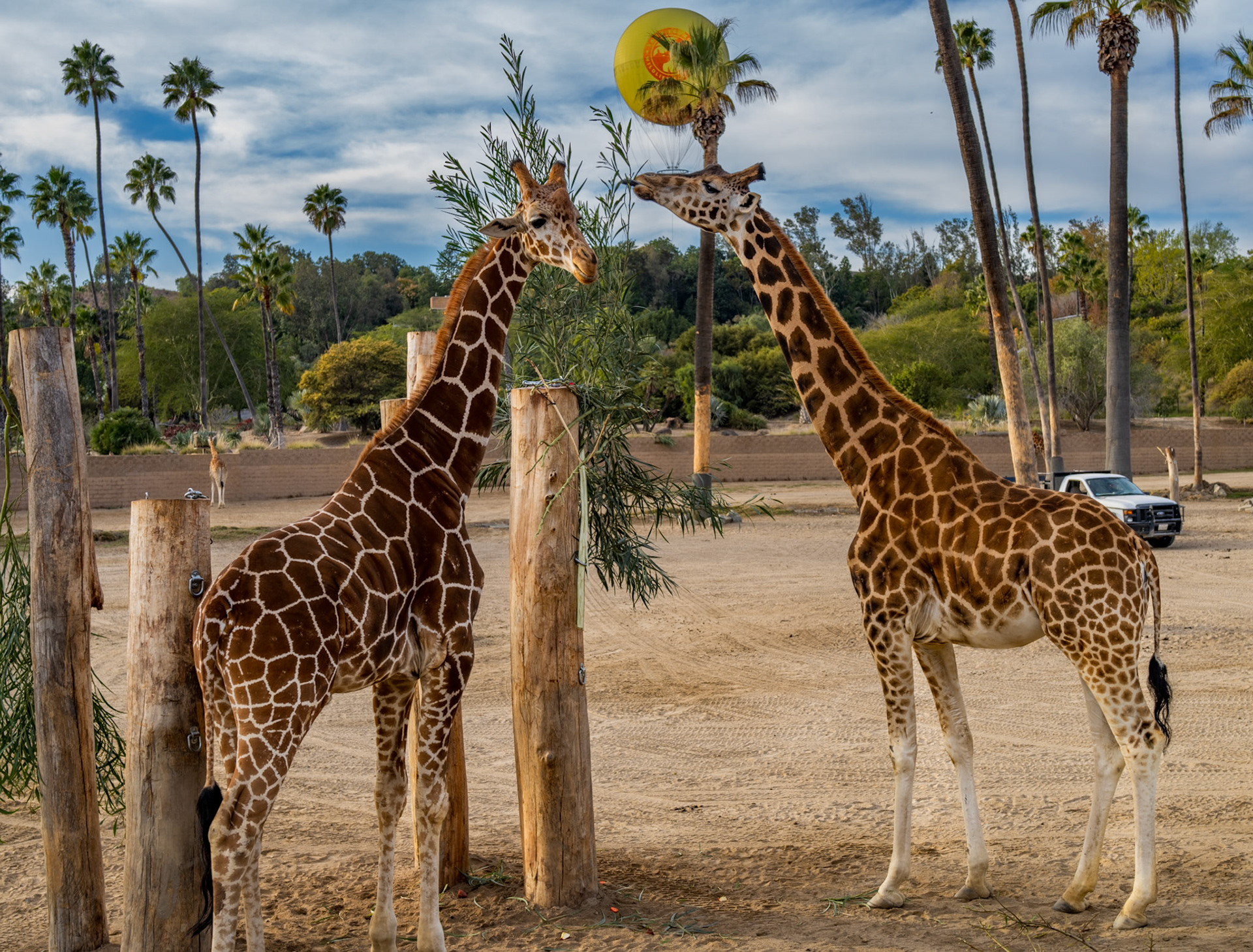 Giraffes eating apples and acacia at the San Diego Zoo Safari Park