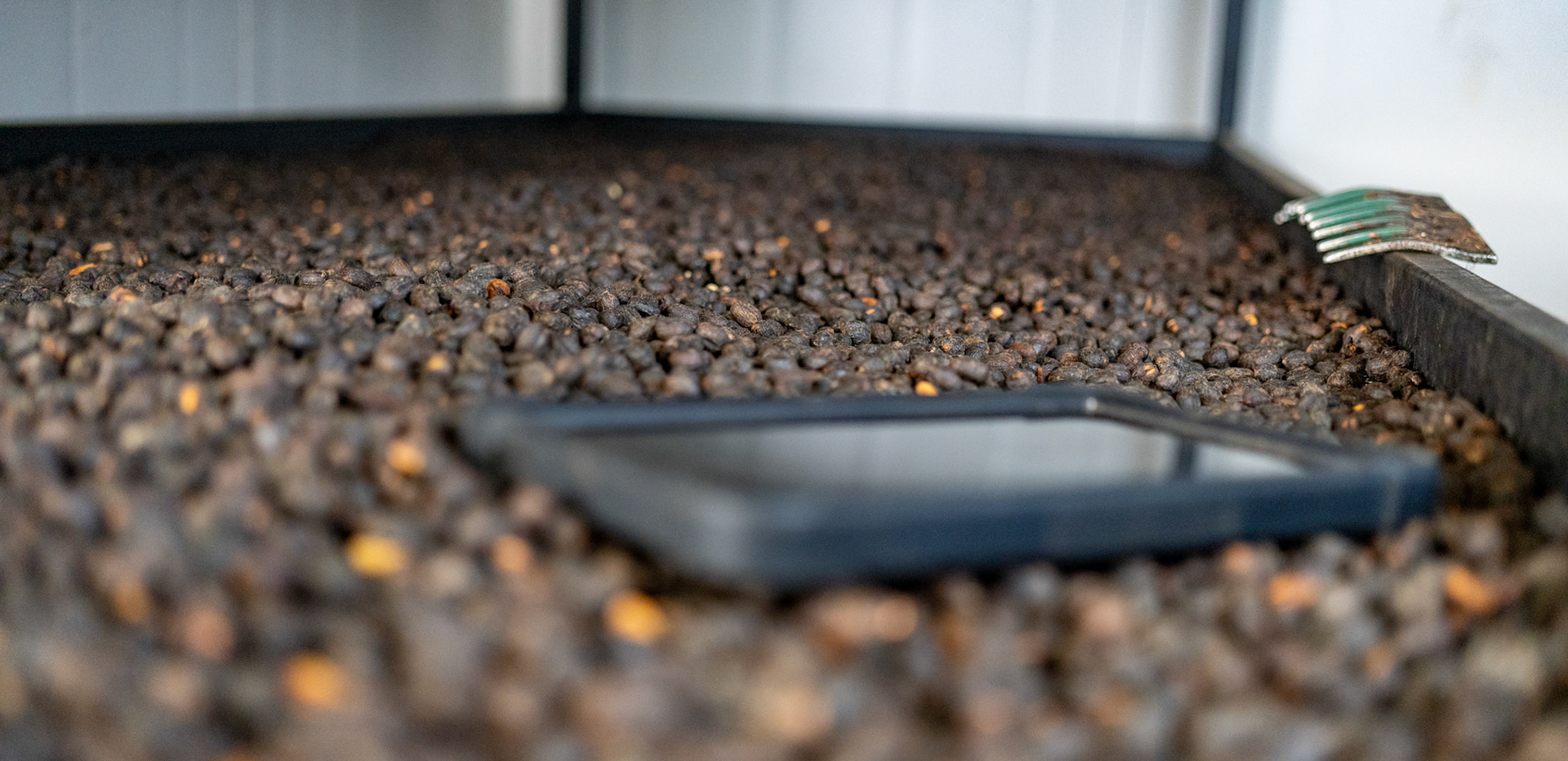 Tablet and rake in the Lamastus Elida dark room drying rack of natural geisha from the Aguacatillo lot. Picked three weeks ago.