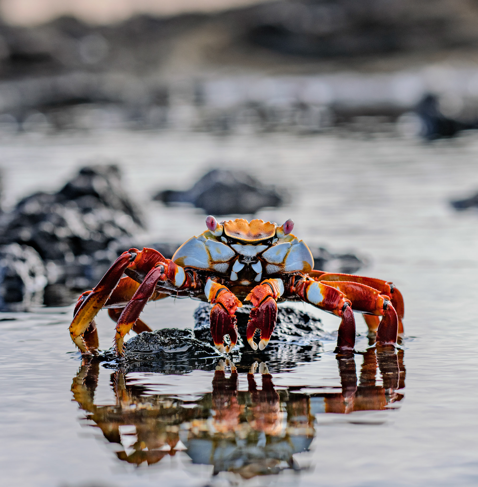 Sally Lightfoot crab