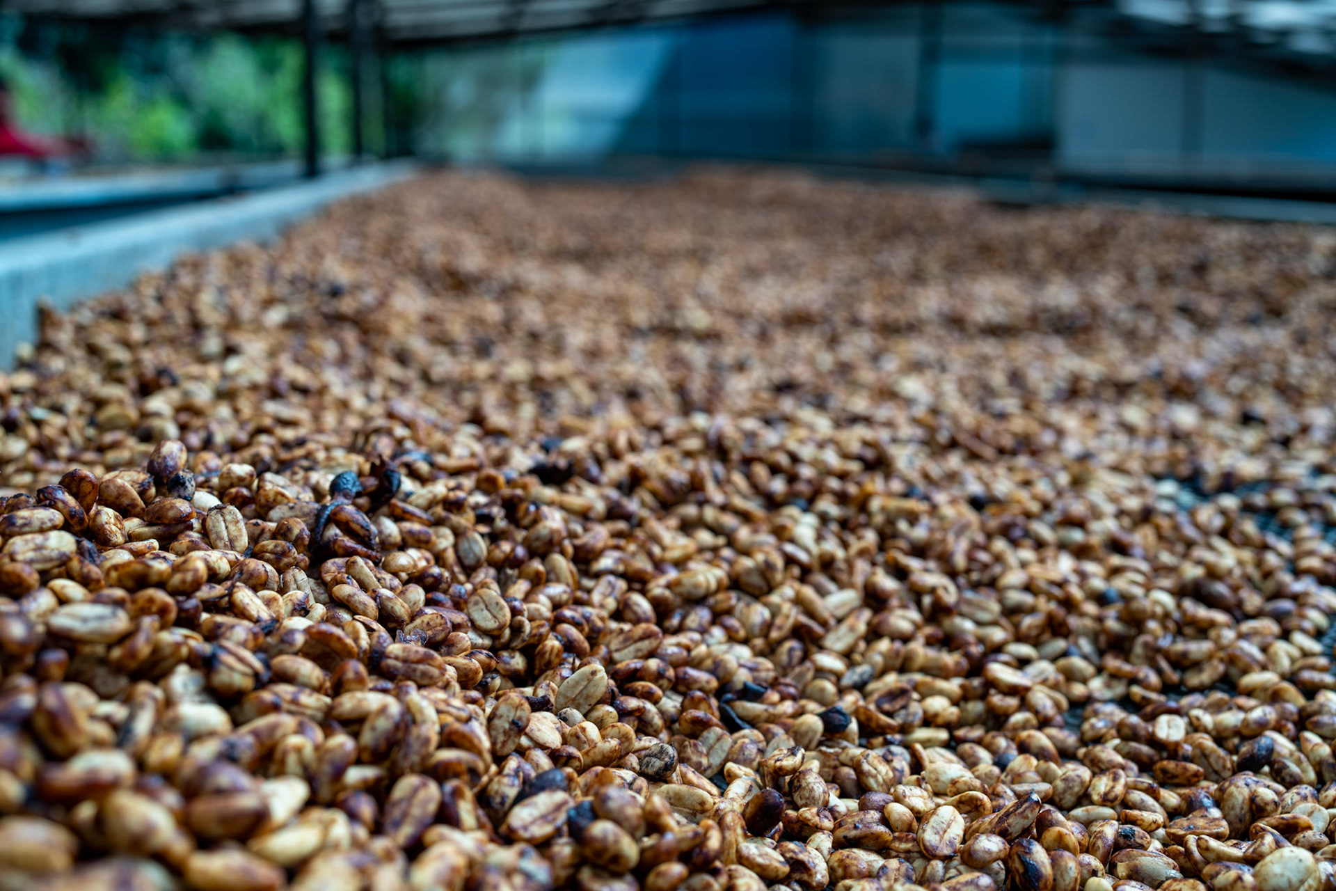 Honey-processed geisha one week after harvest. On the outdoor drying rack of Lamastus Elida Estate