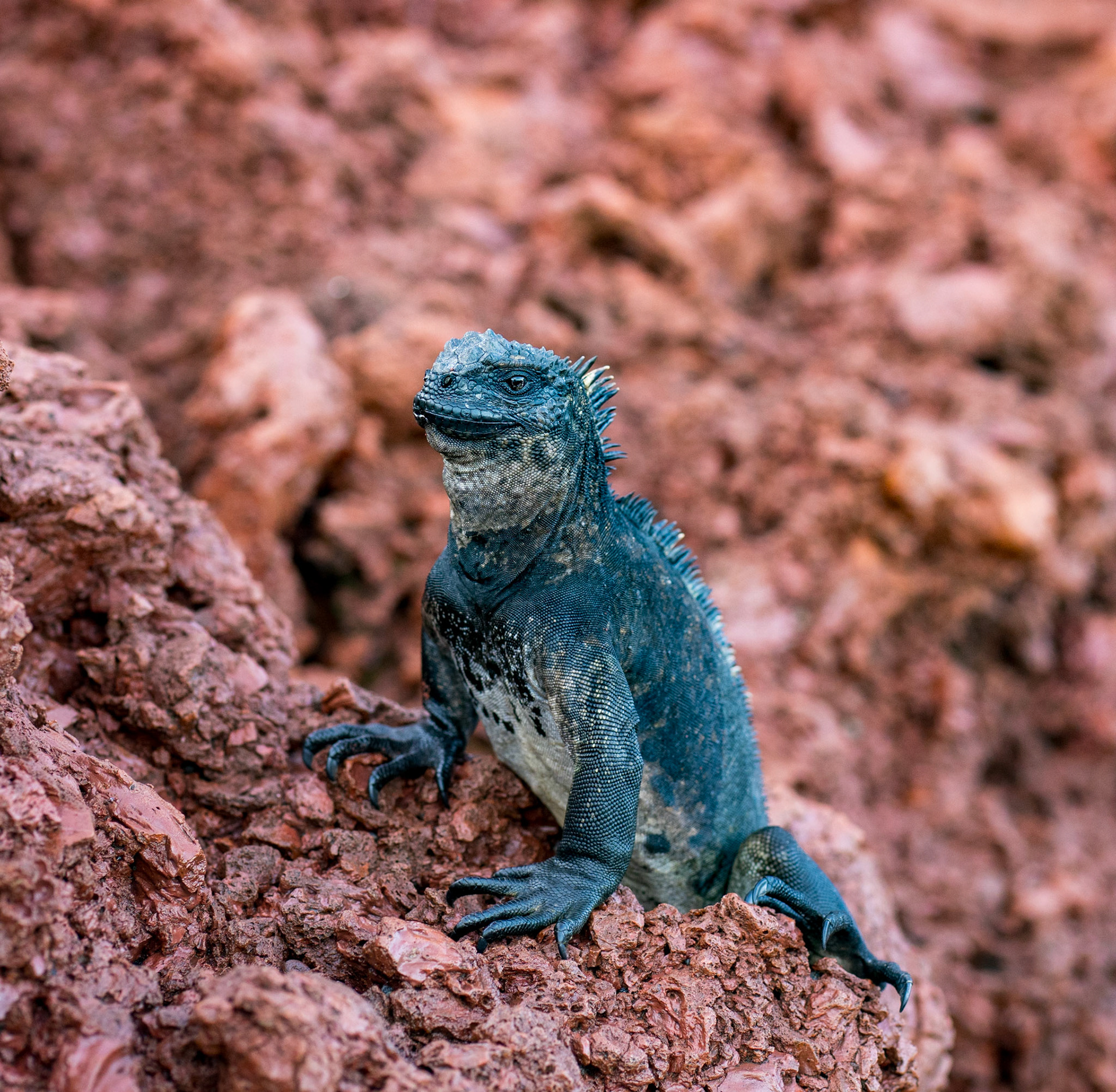 Marine iguana, Rabida Island