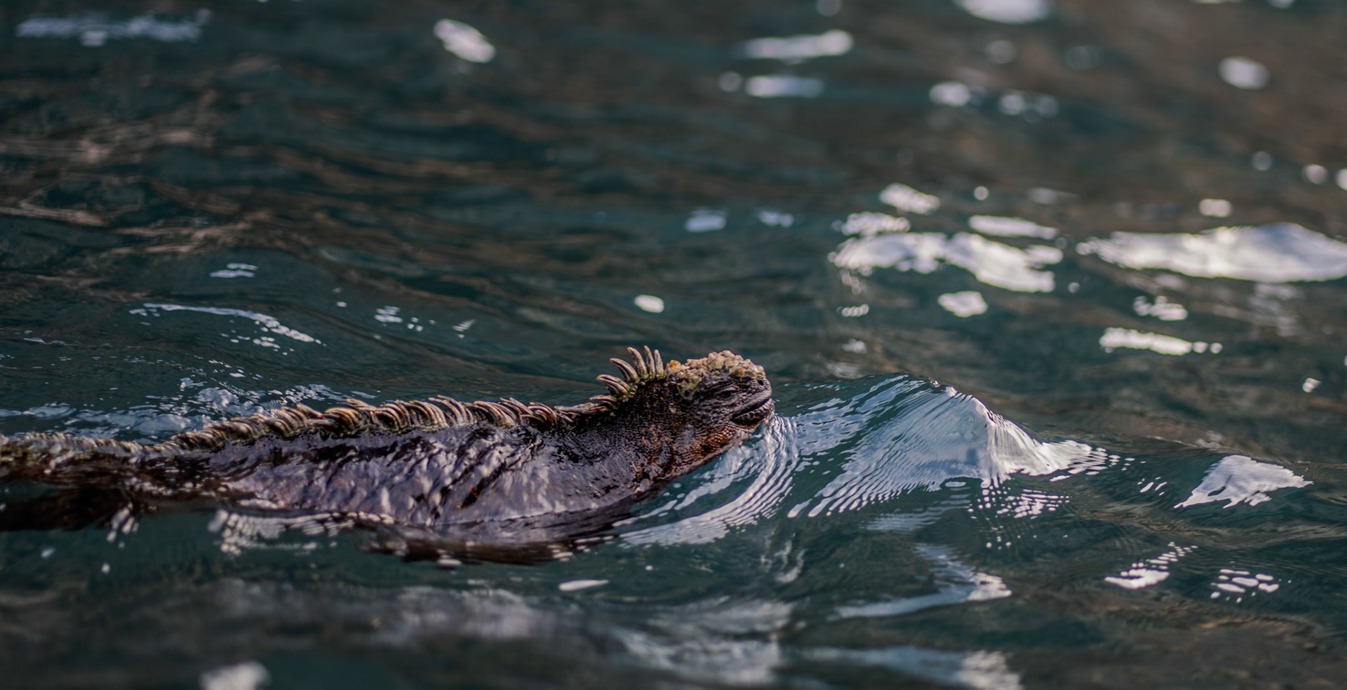 Marine iguana swimming at Vicente Roca Point on Isabela Island
