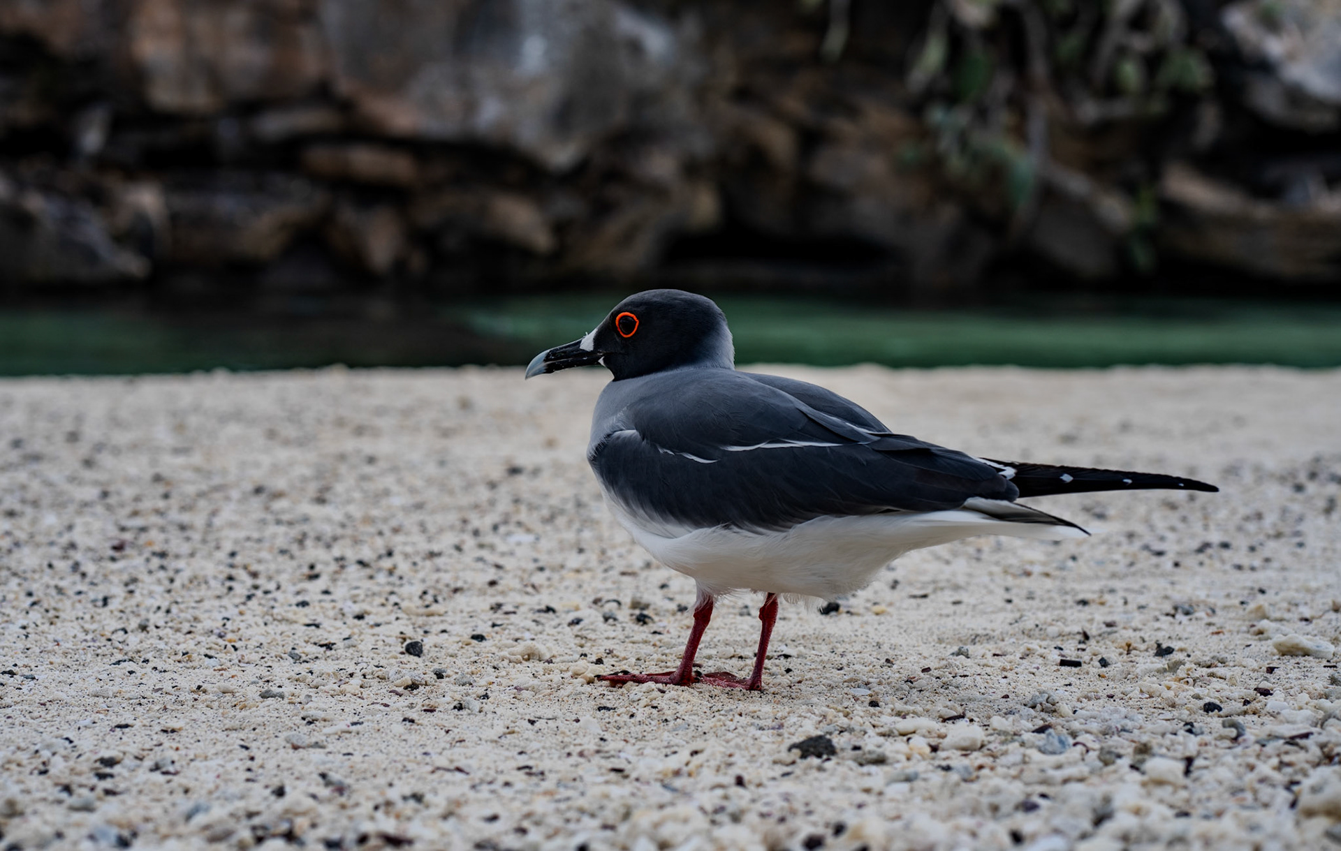 Swallow-tailed gull, Genovesa Island