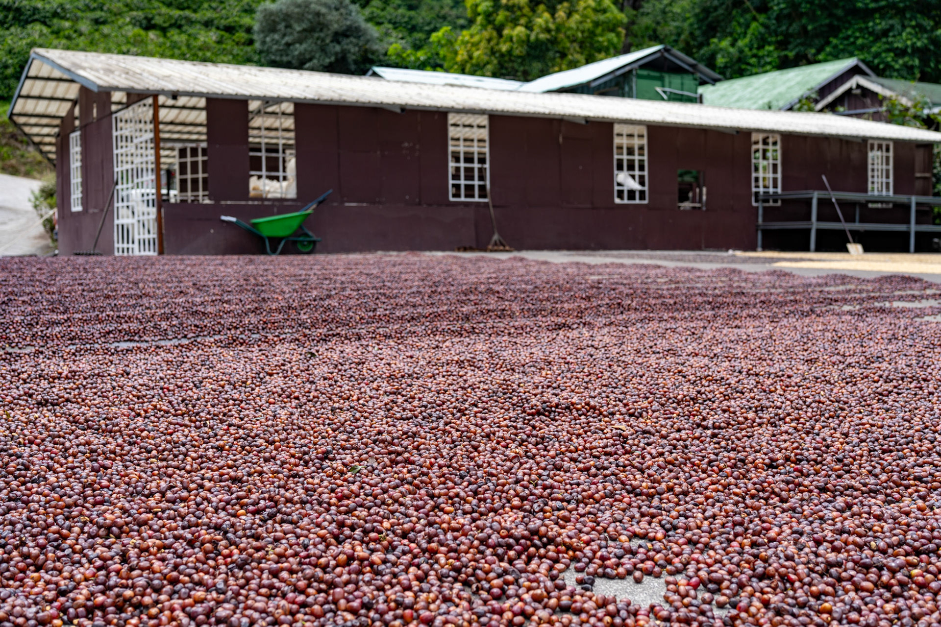 Coffee cherries drying at Finca Lerida