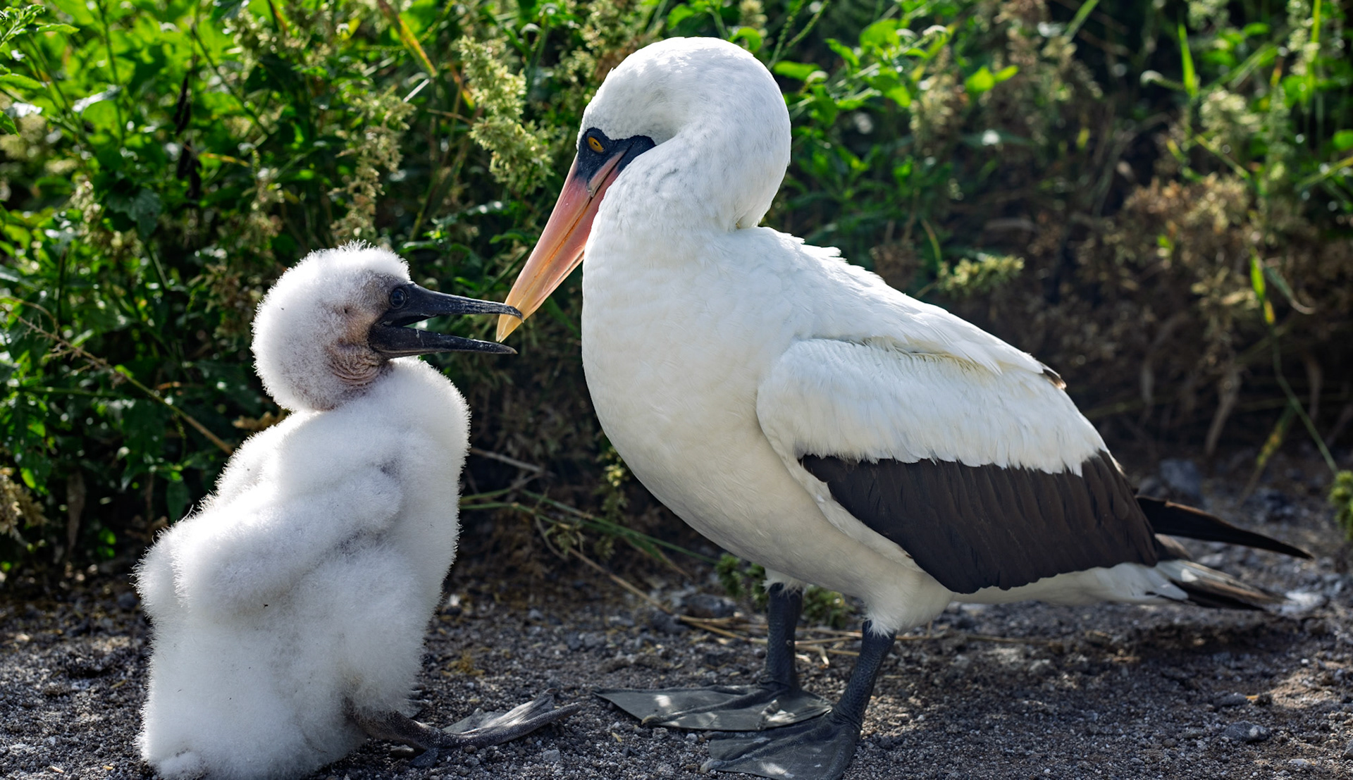 Nazca boobie with a young chick. Genovesa Island