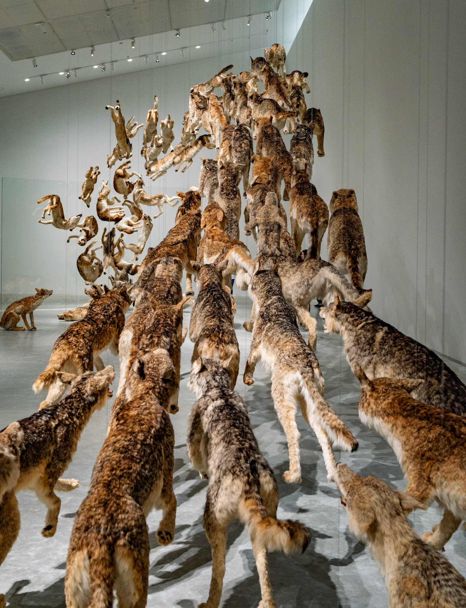 Head On by Cai Guo-Qiang displayed at the Naoshima New Museum of Art