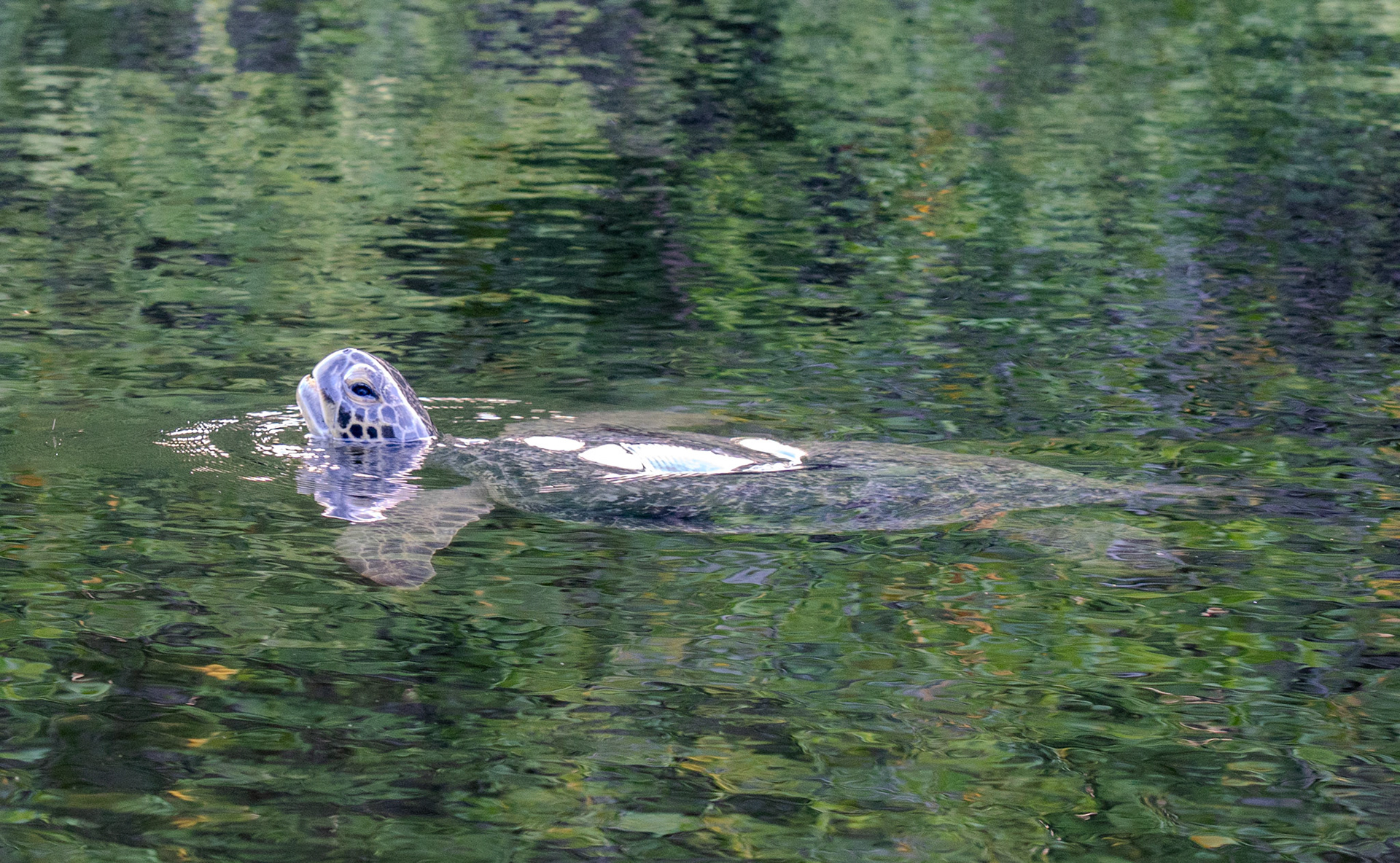 Female turtle in Black Turtle Cove on the island of Santa Cruz in the Galapagos