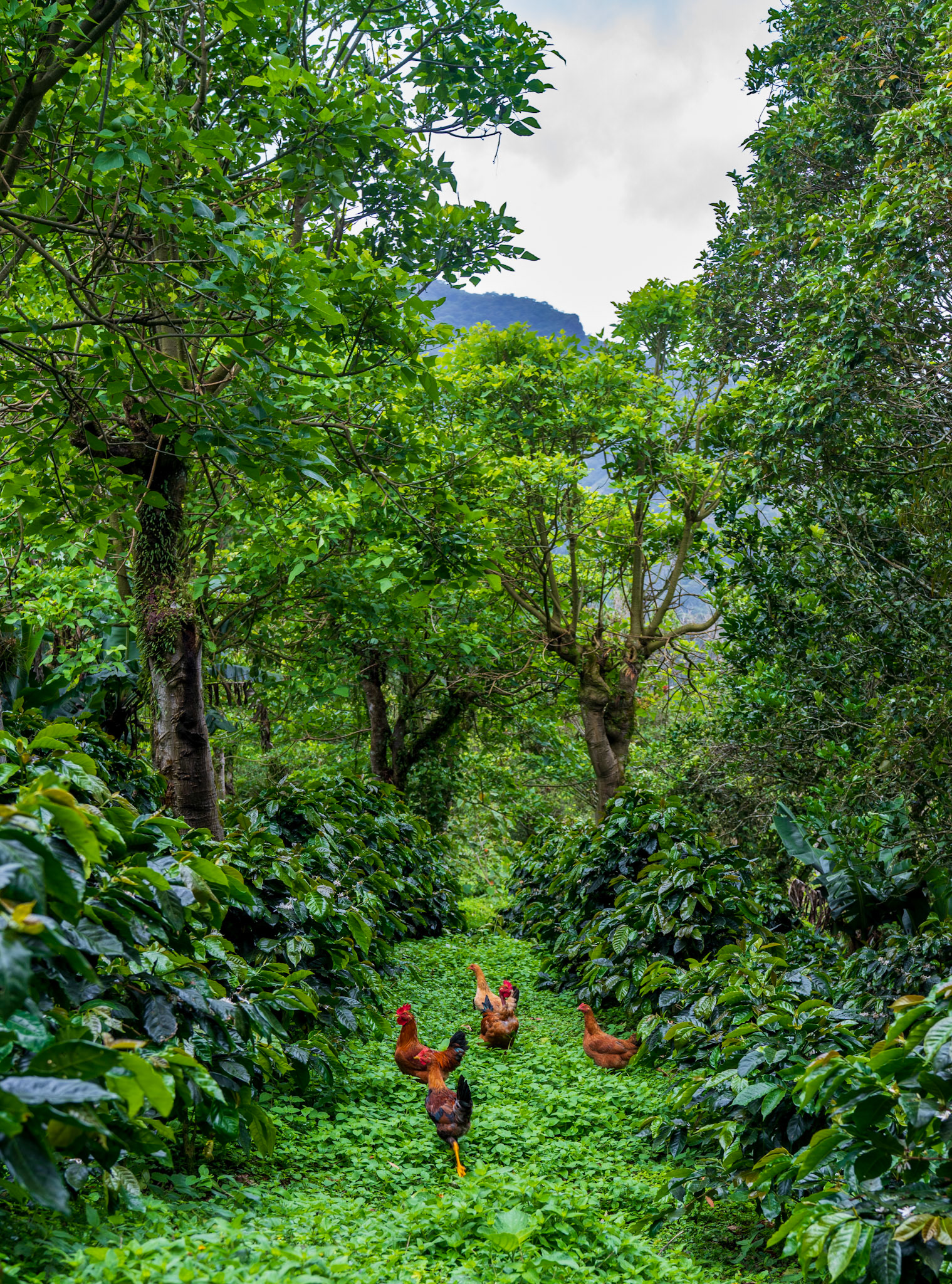 Chickens roam among the Caturra coffee plants at Altieri Specialty Coffee