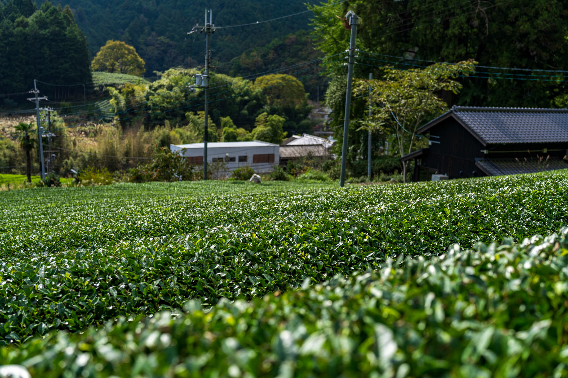 d:matcha founder Daiki picks tea on his farm in Yubune