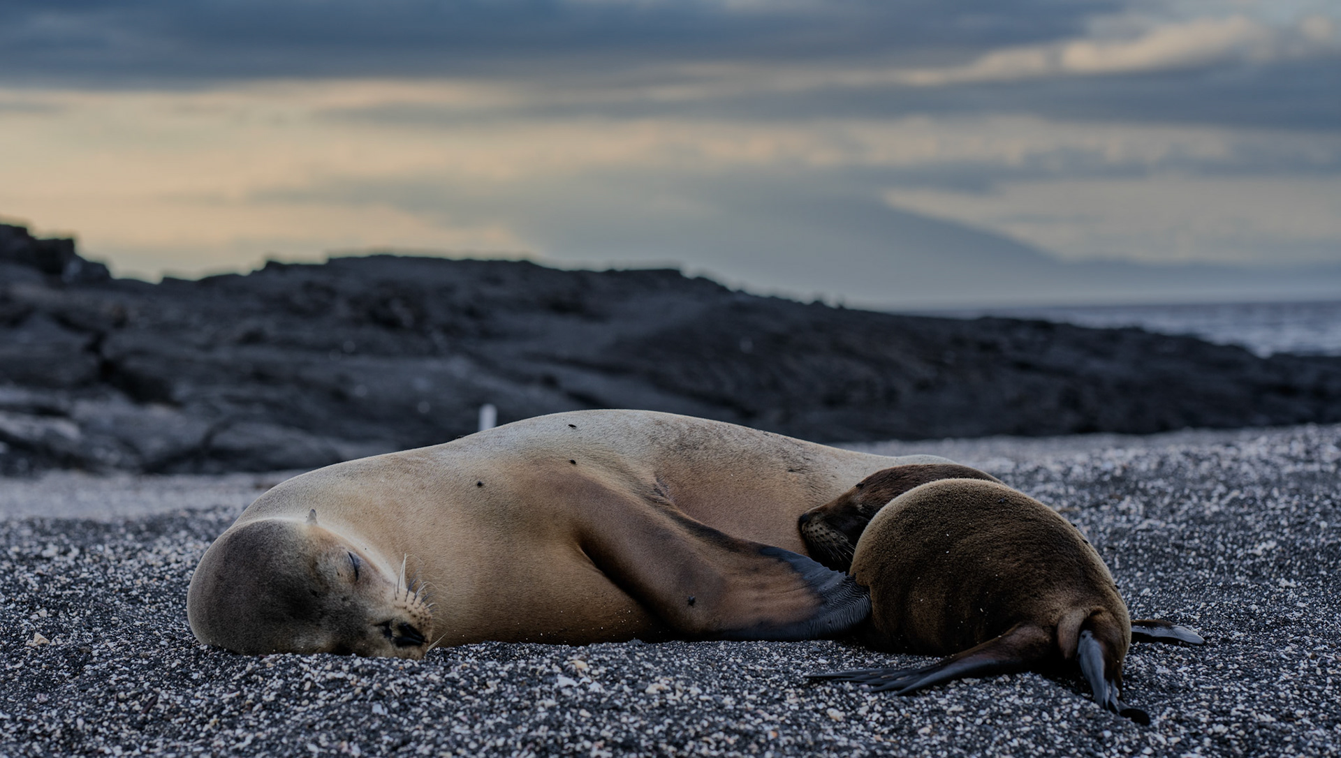 A Galapagos sea lion pup nurses from its mother on a beach on Fernandina Island