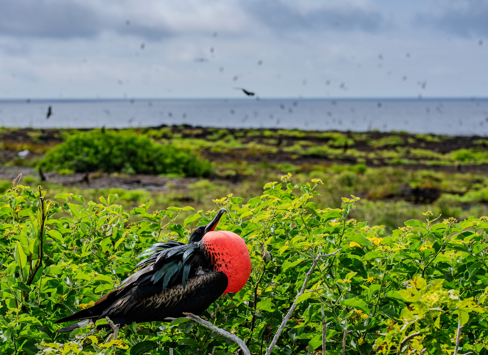 A male great frigatebird with inflated chest globes, looking to the sky for females to call out to