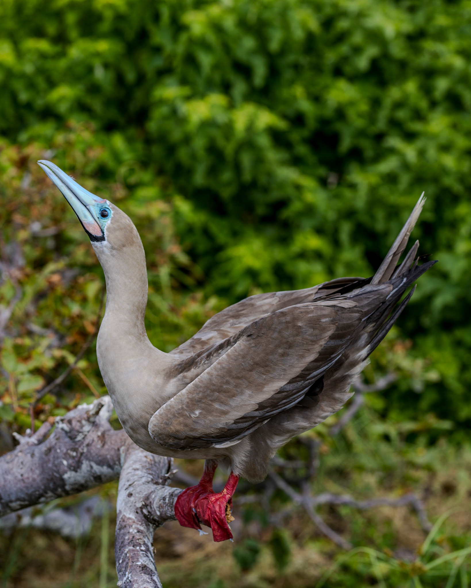 Red-footed boobie, Genovesa Island