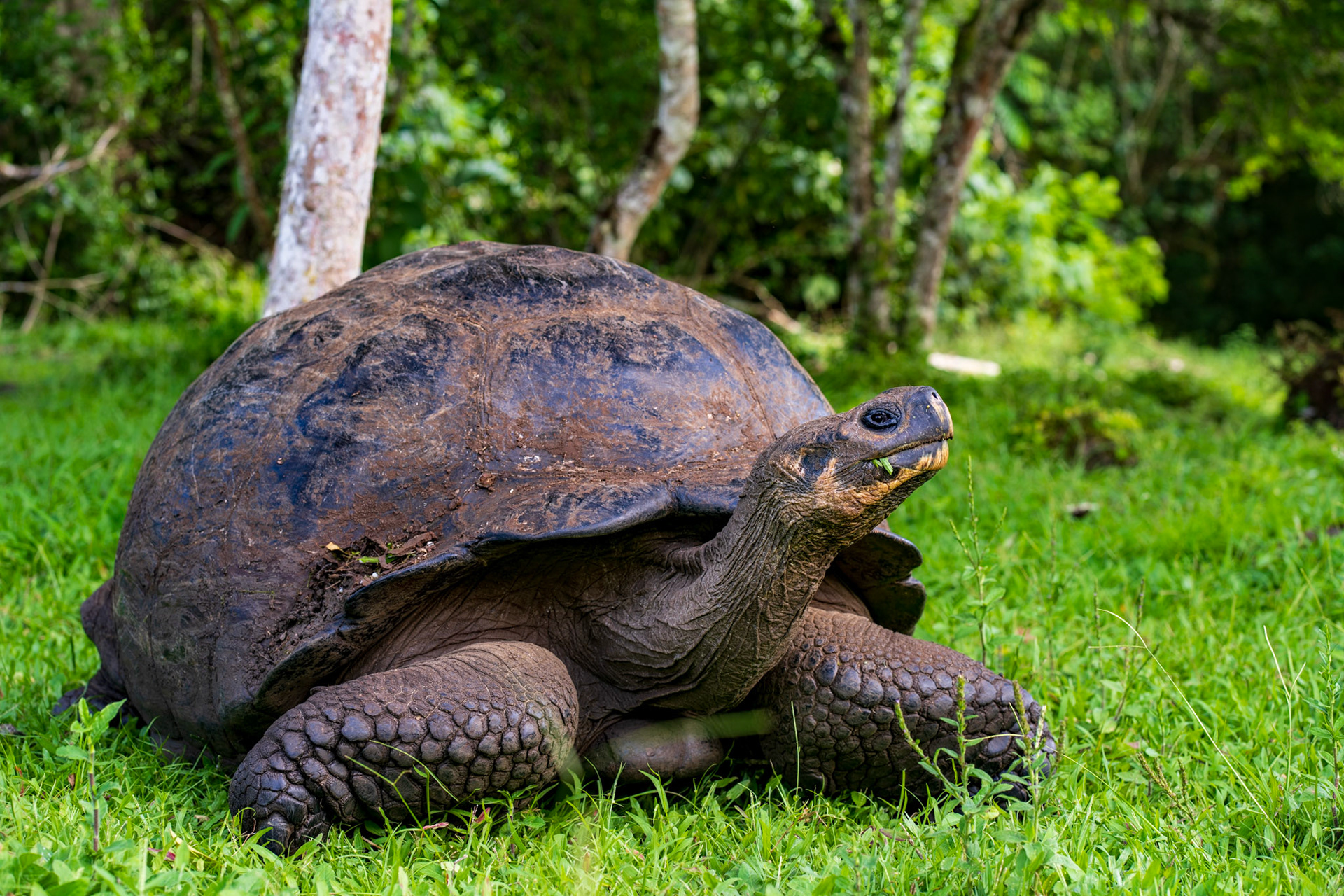 Santa Cruz Galapagos tortoise