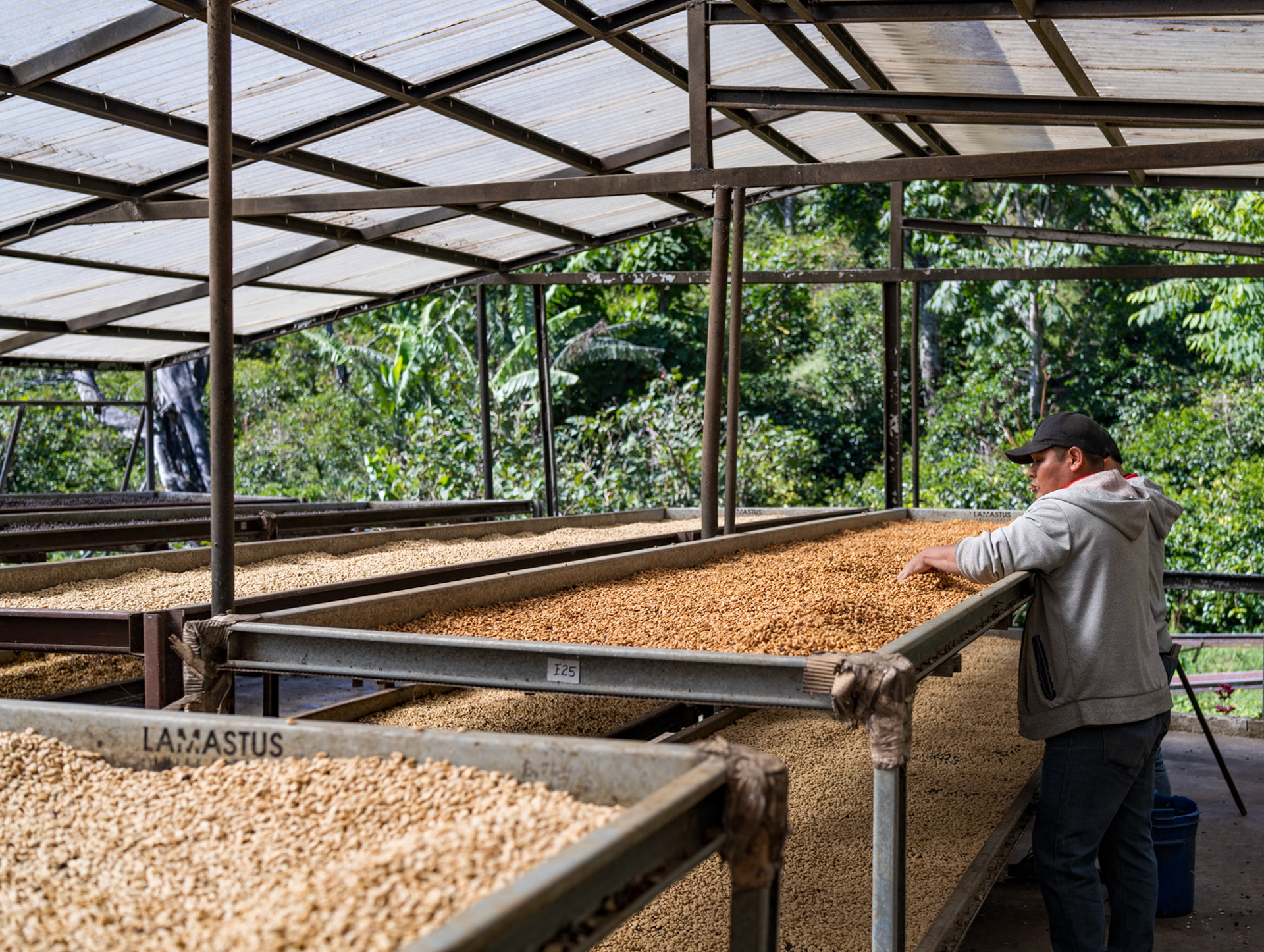 Workers rotate honey-processed coffee on the outdoor drying racks of Lamastus Elida Estate
