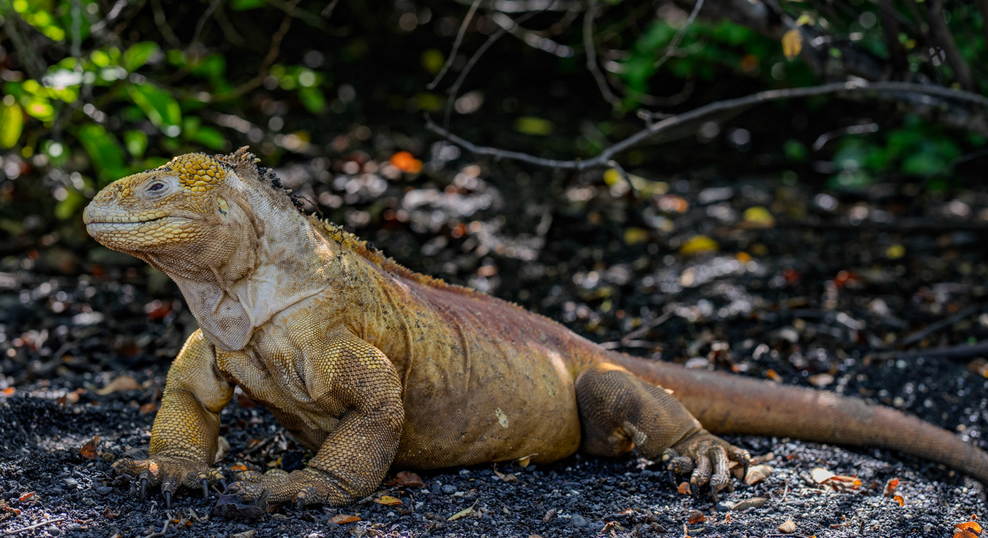 Yellow Galápagos land iguana on Isabela Island lowlands