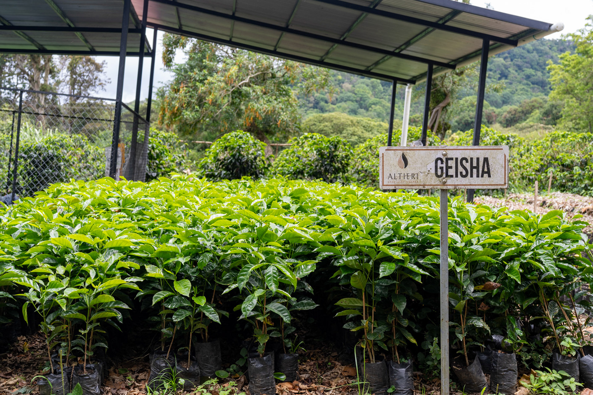 Young Geisha coffee plants sit in the sun at Altieri Specialty Coffee near Boquete