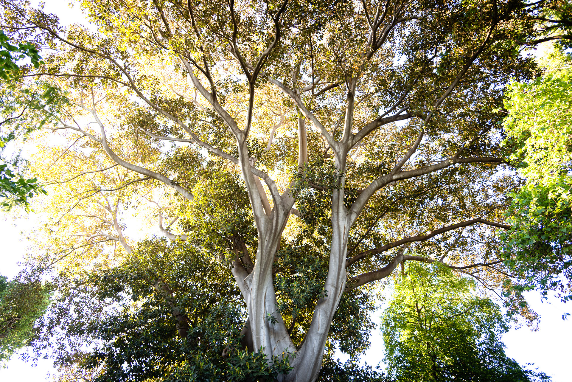 Royal Botanic Gardens Victoria, Australia