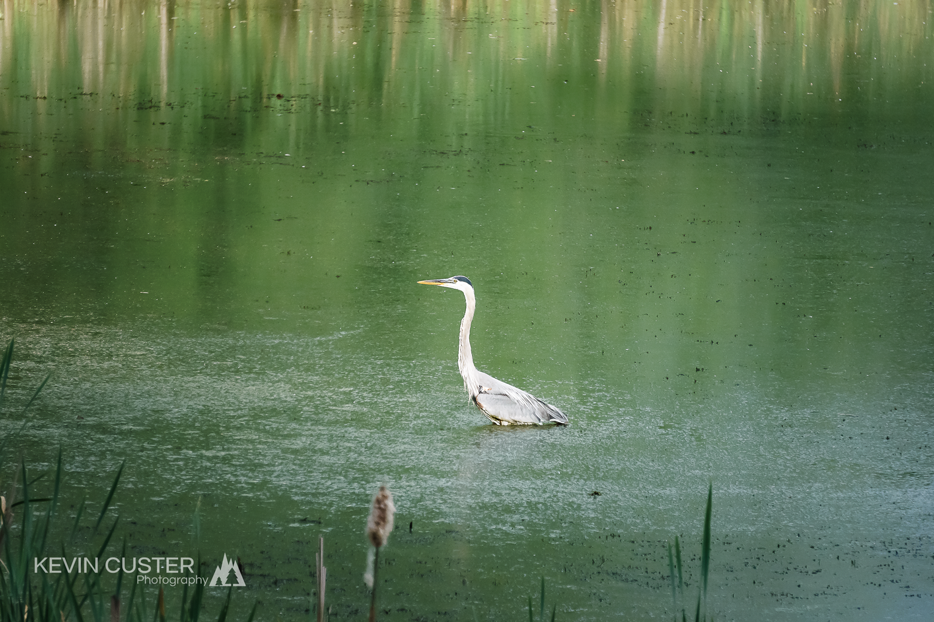 Great Blue Heron (2020)