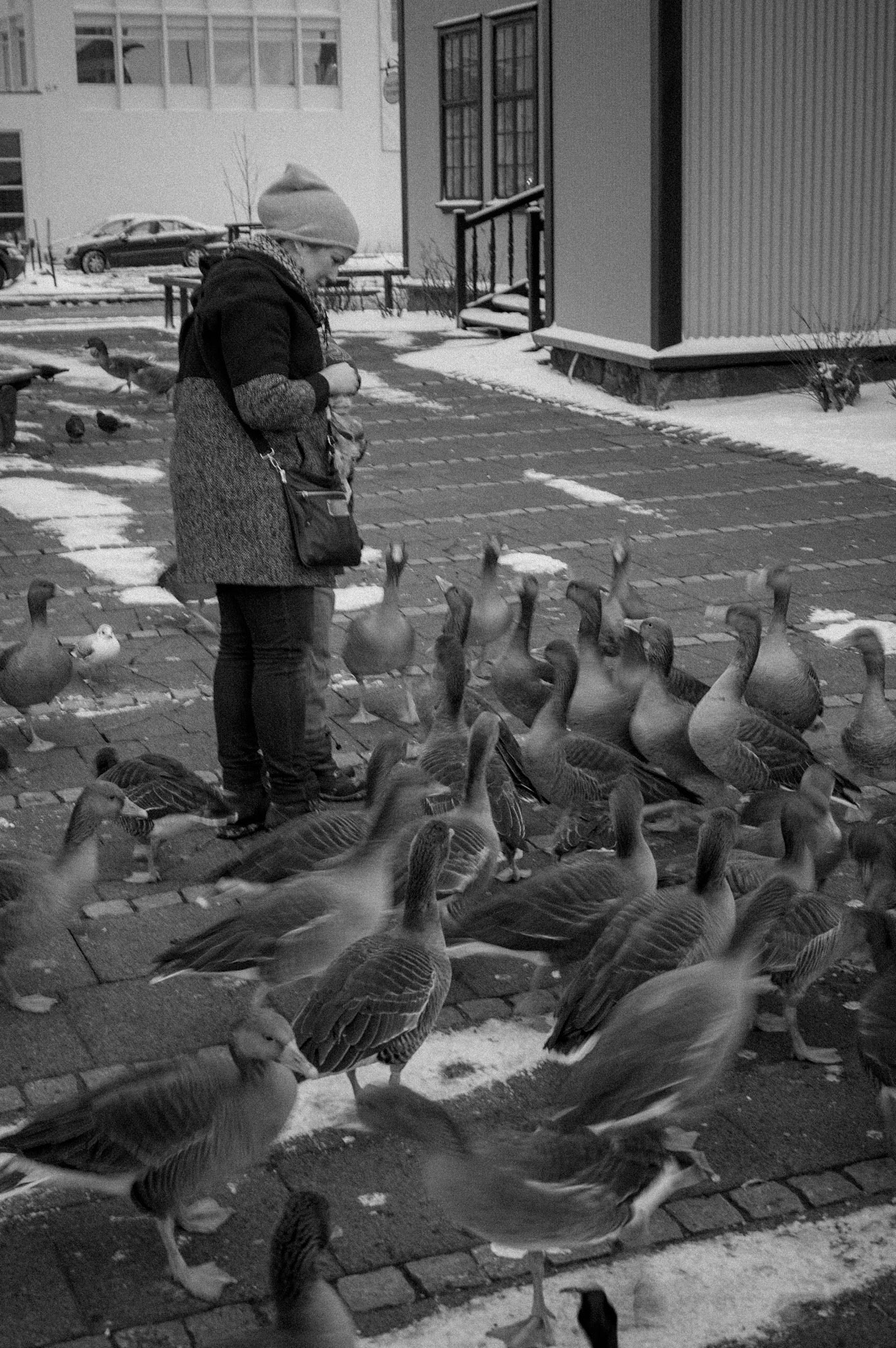 Feeding Artic Geese, Reykjavik 2015
