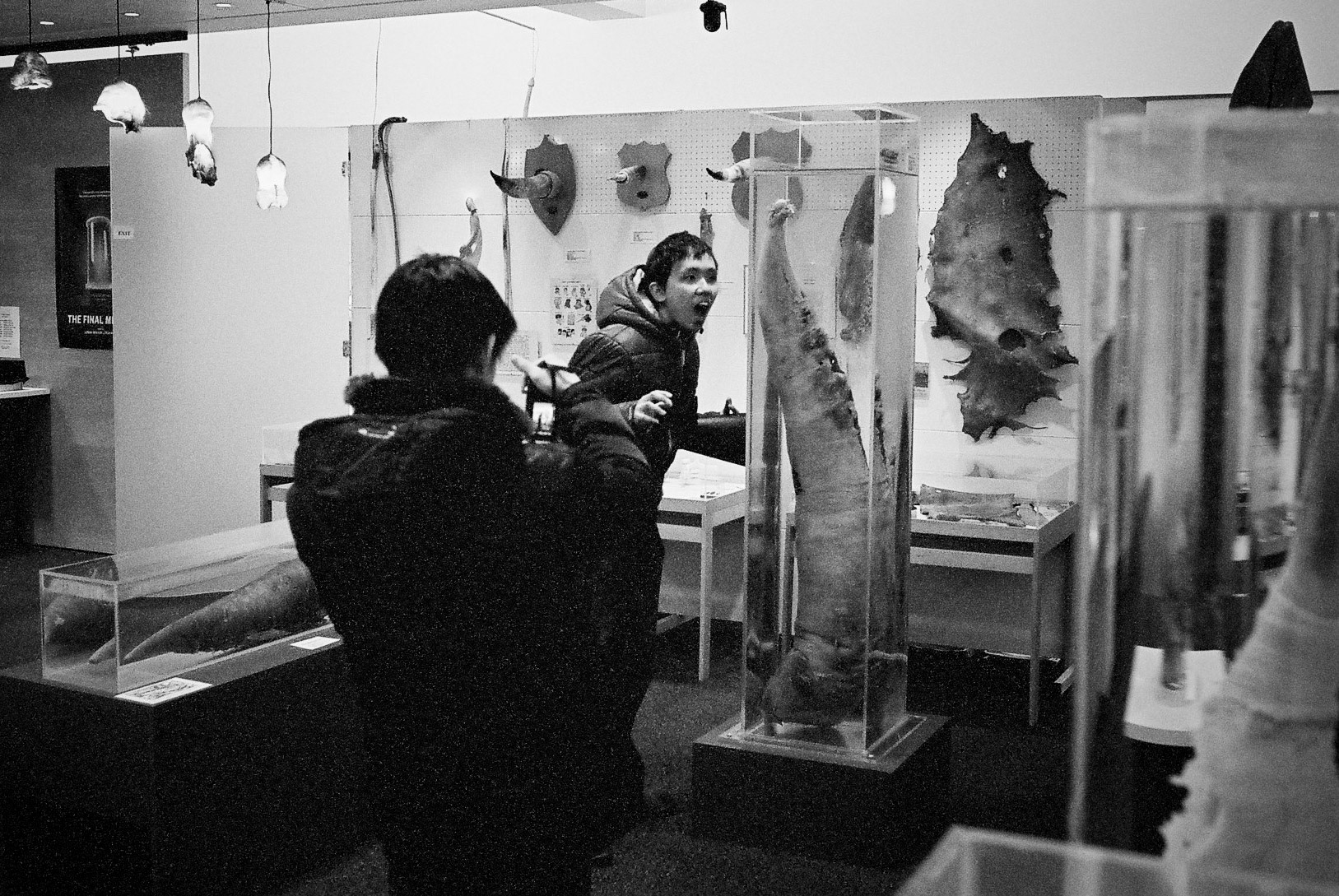 It's a whale penis. - Penis Museum, Reykjavík 2015