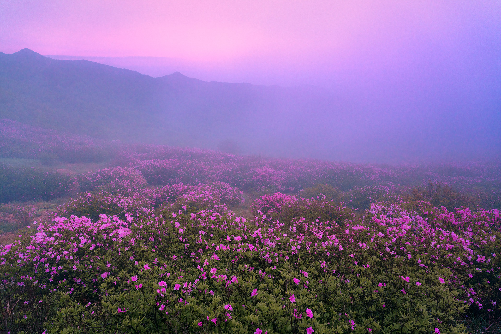 ~ 황매산 철쭉 ~ Azalea- Spring in Korea (Korean Rhododendron)