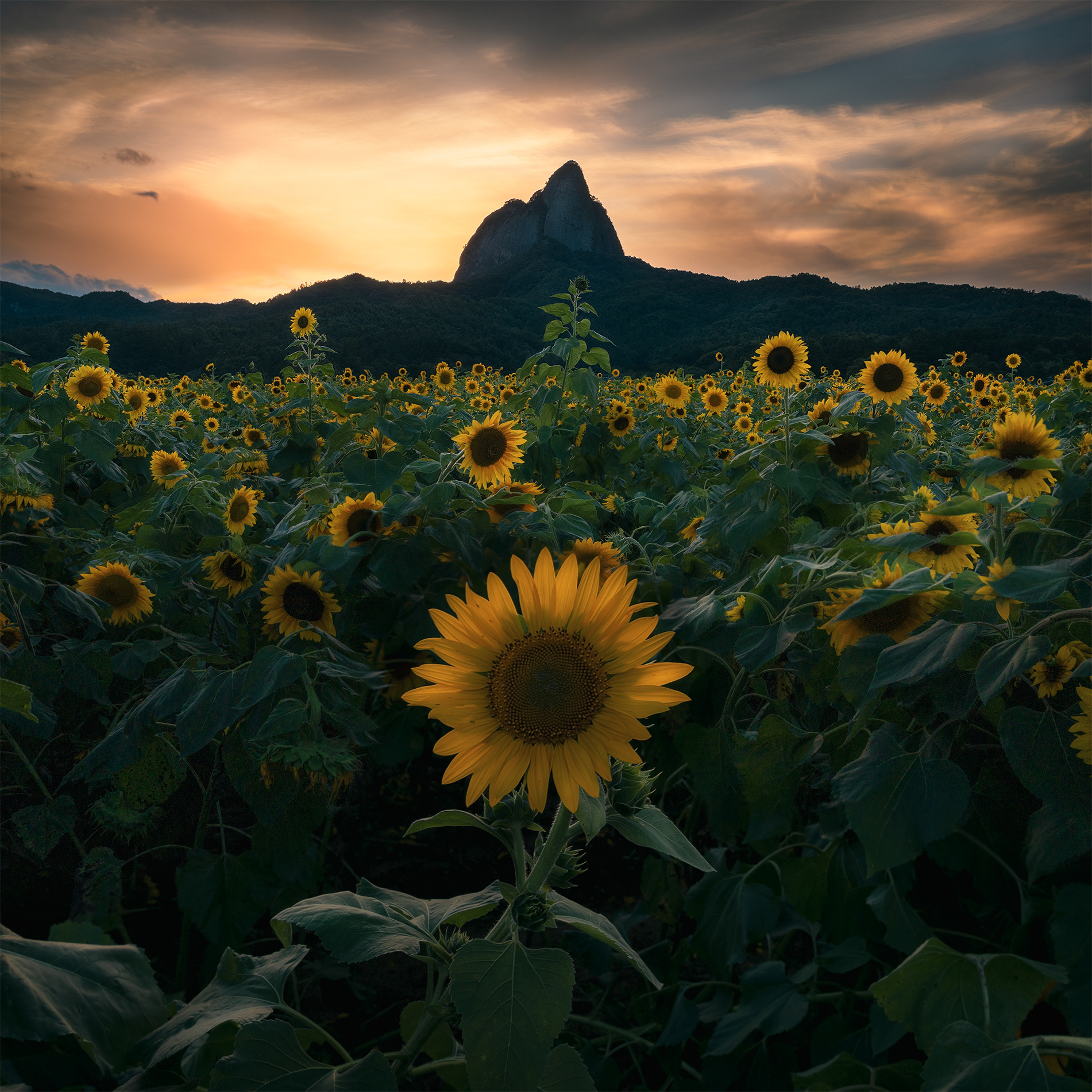 Sunset's Chosen One (해바라기, 마이산)