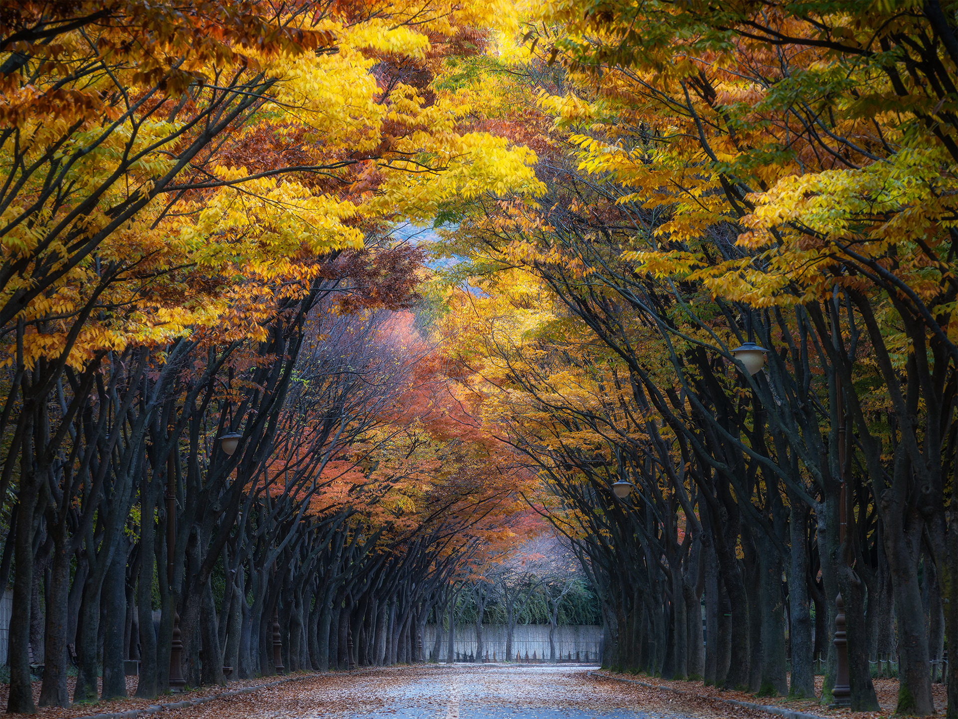 Autumn Hues at Incheon Park