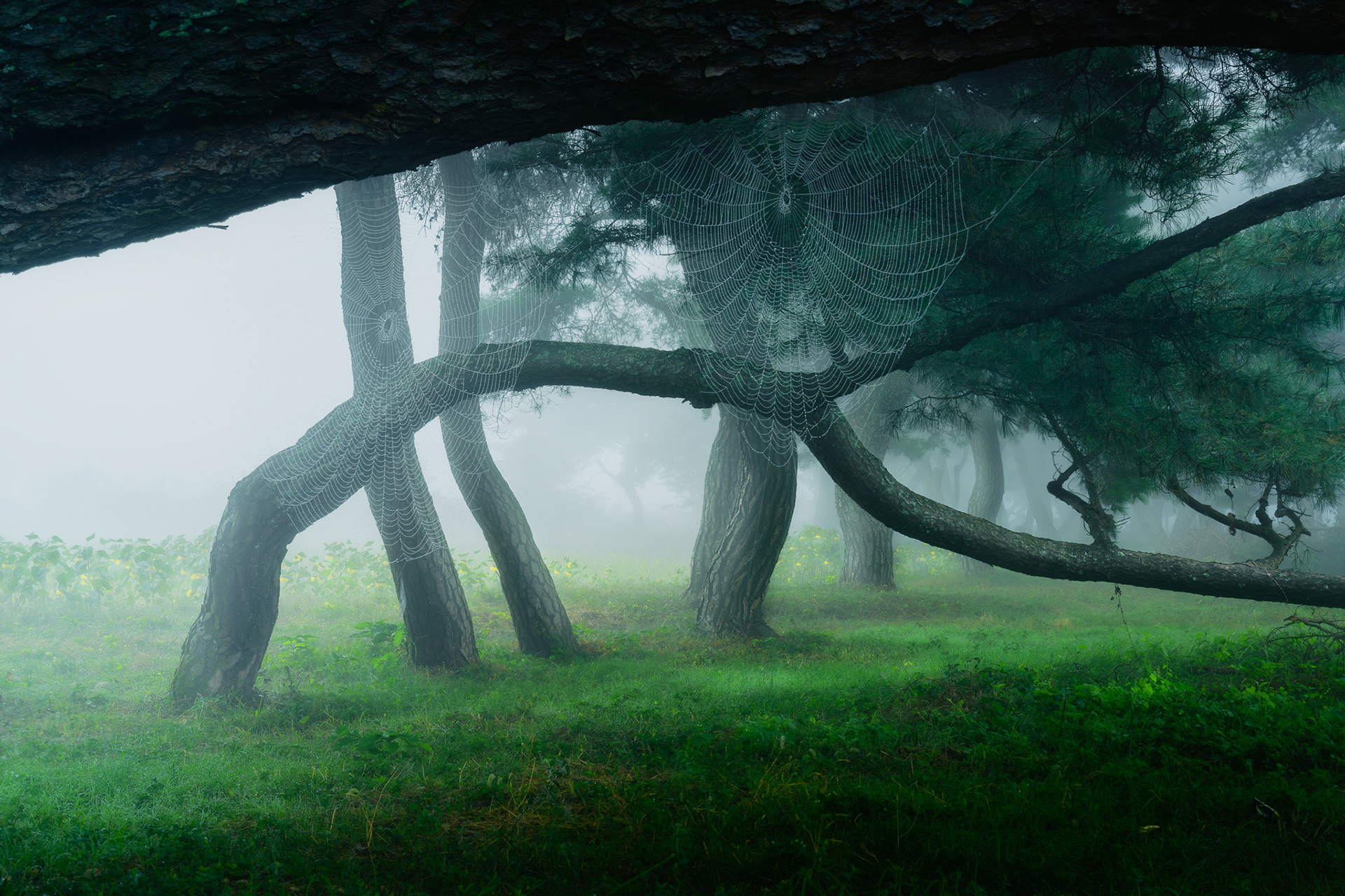 Reign of Wilderness