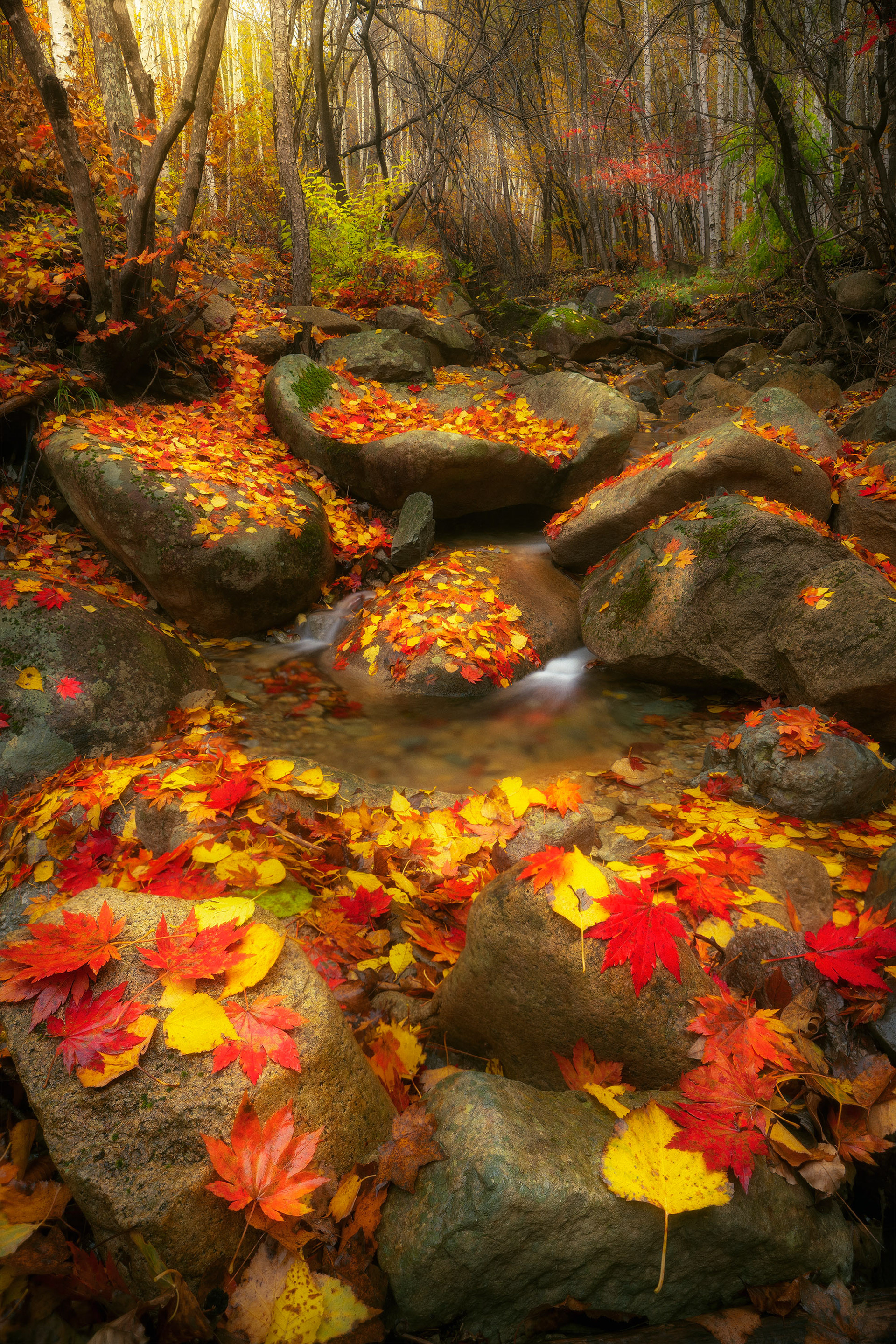 Stream of Autumn leaves
