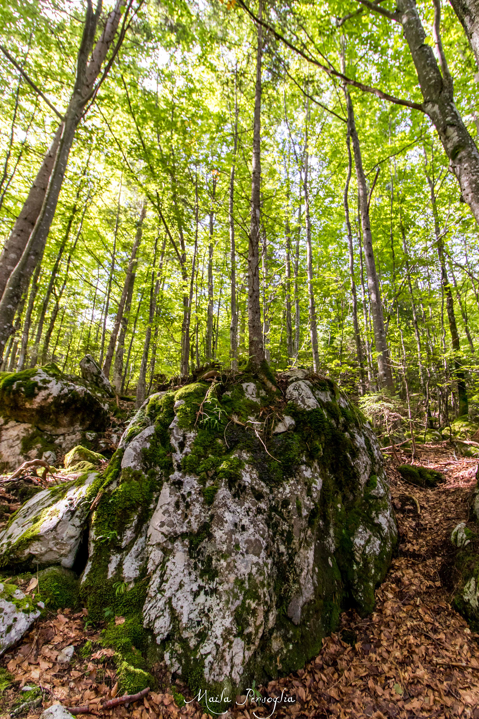 Foresta di Fusine