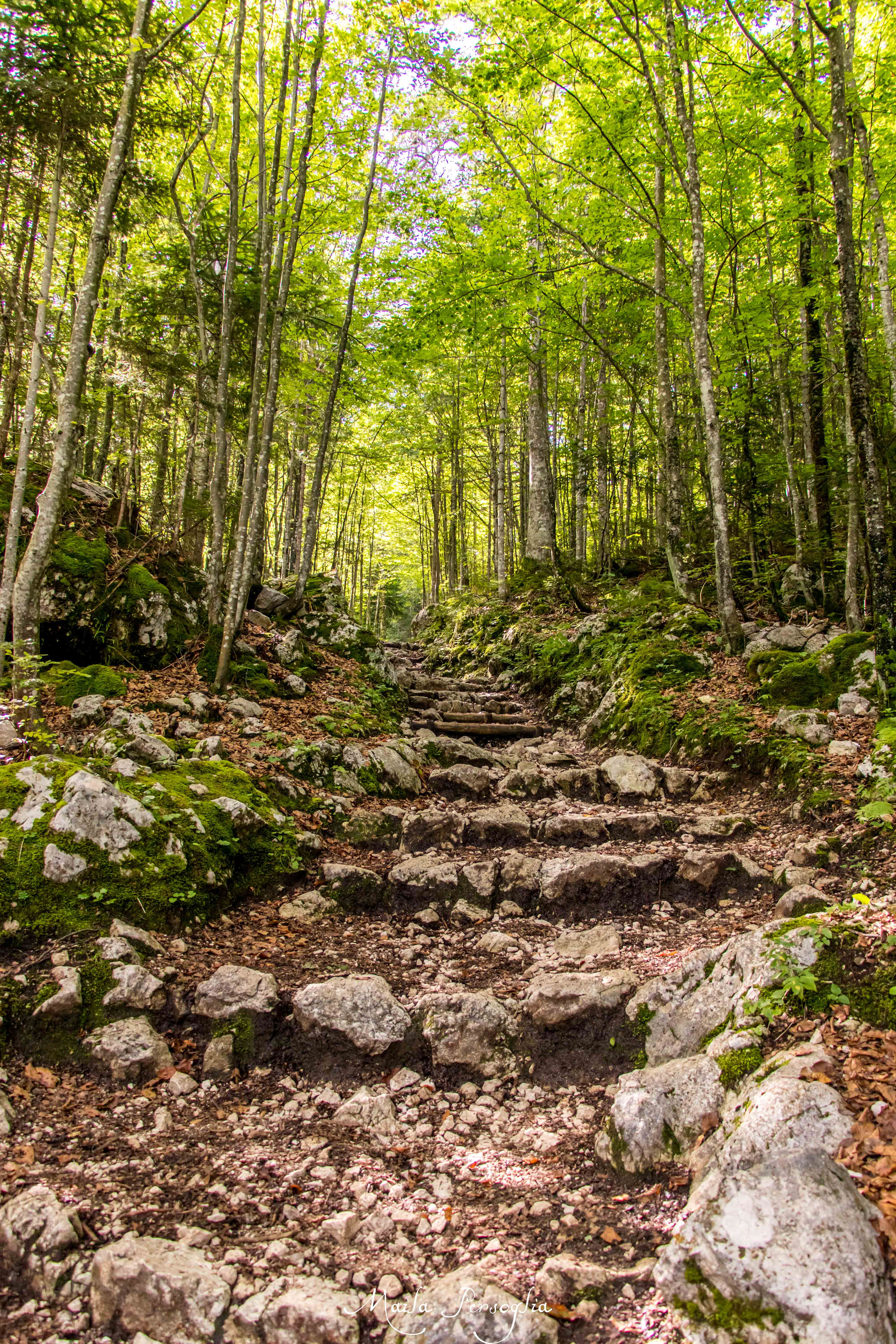Foresta di Fusine