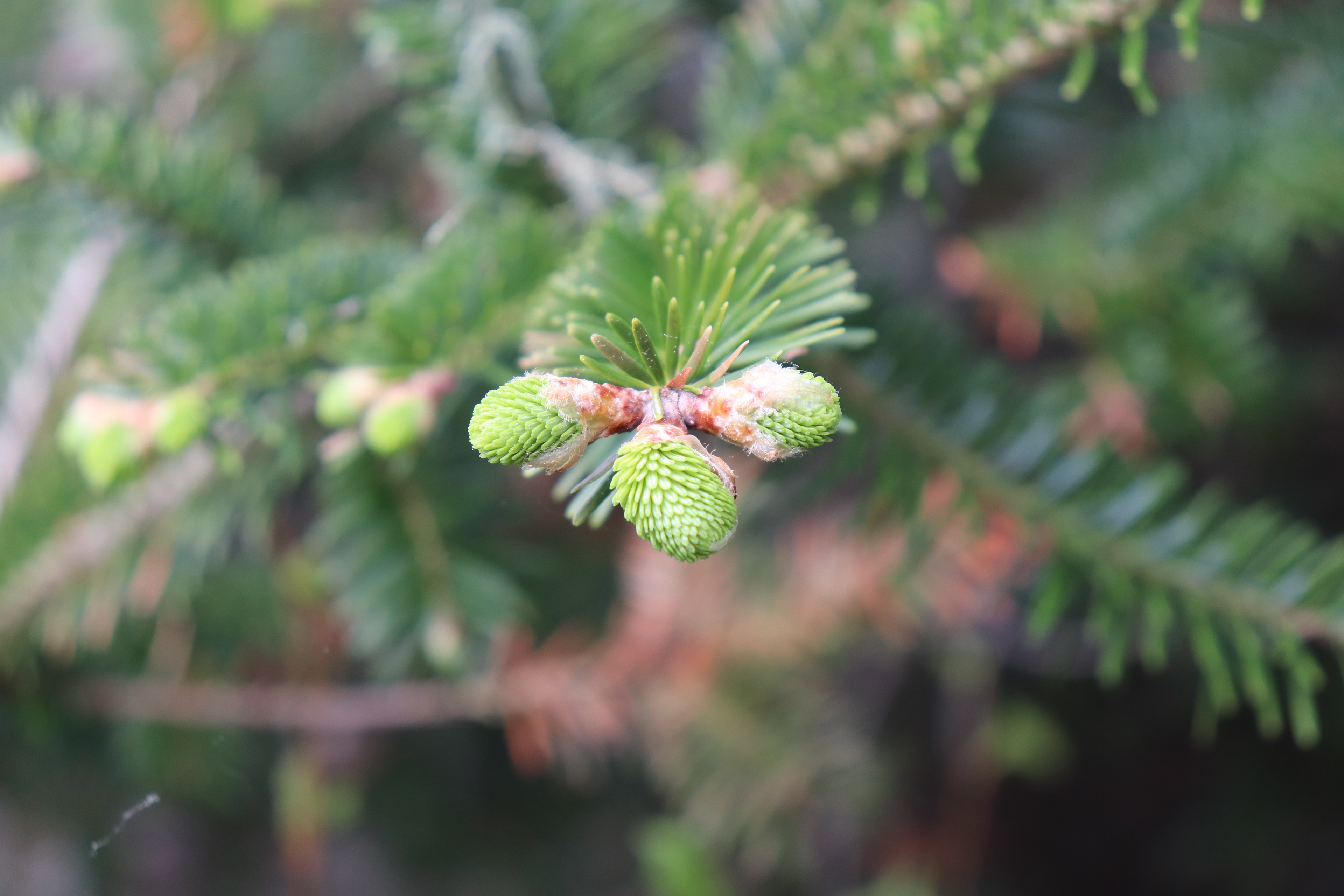 Spruce Buds at Lubec