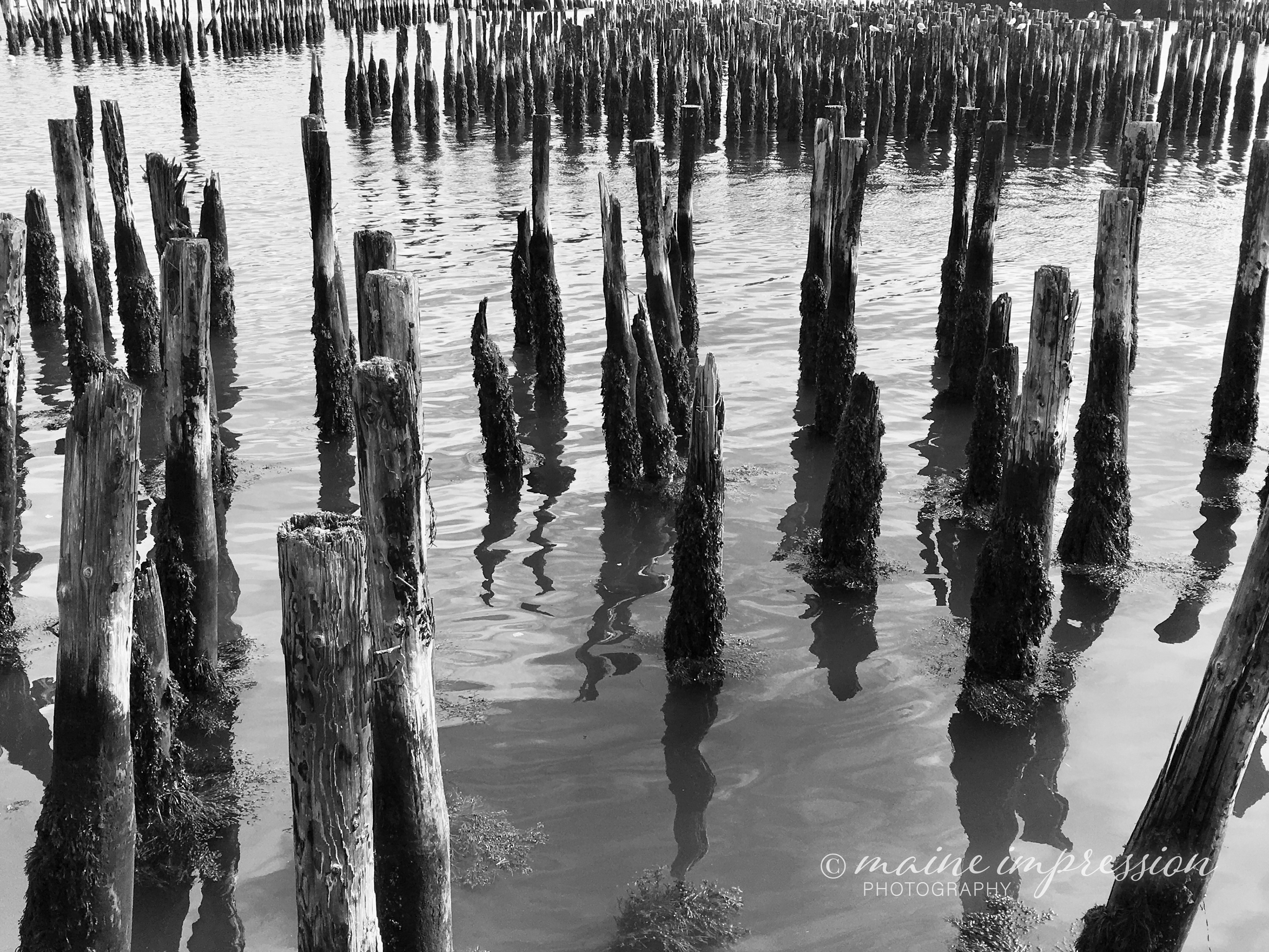 Casco Bay Pilings