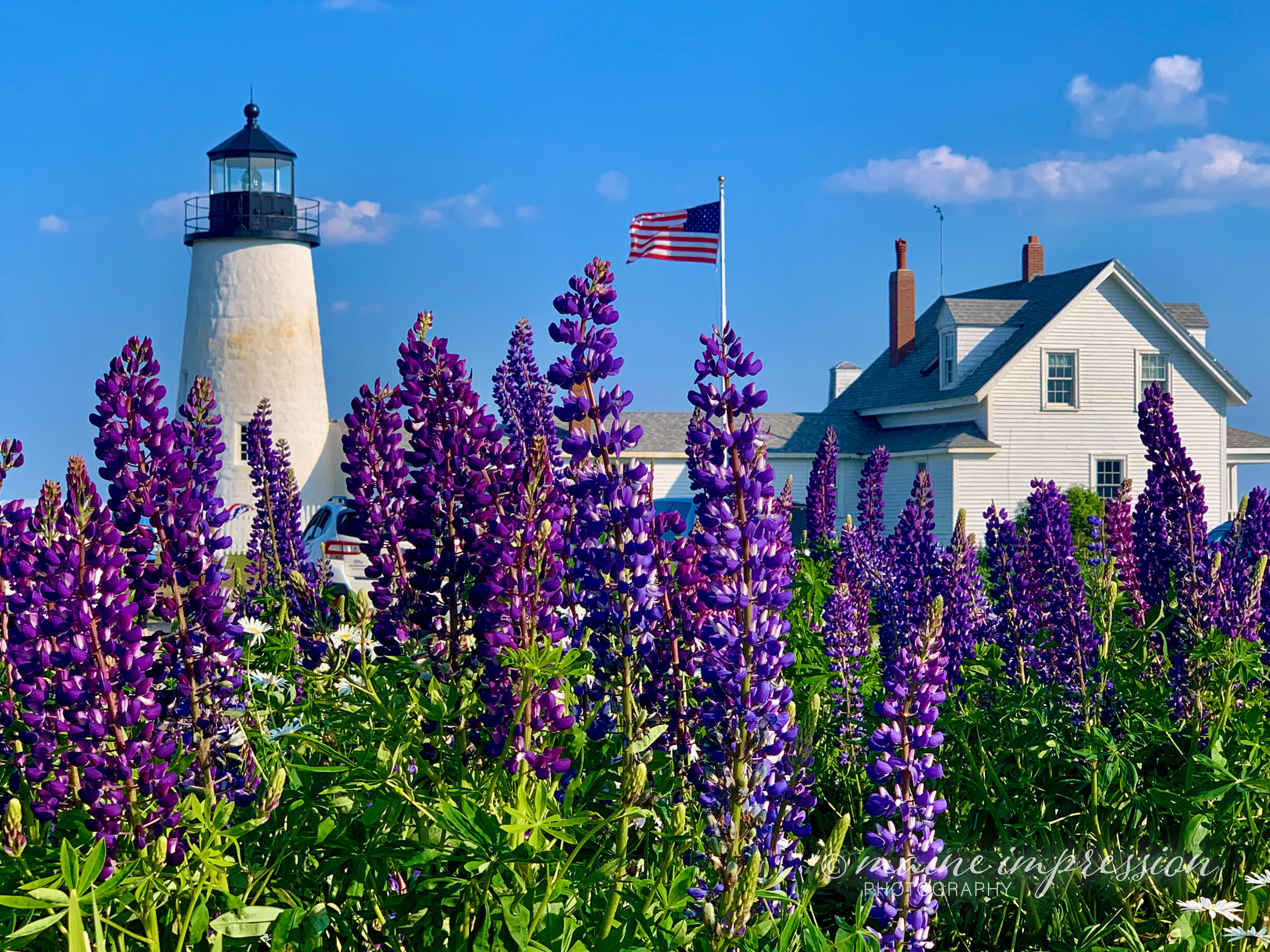 Pemaquid Point Lighthouse with Lupines
