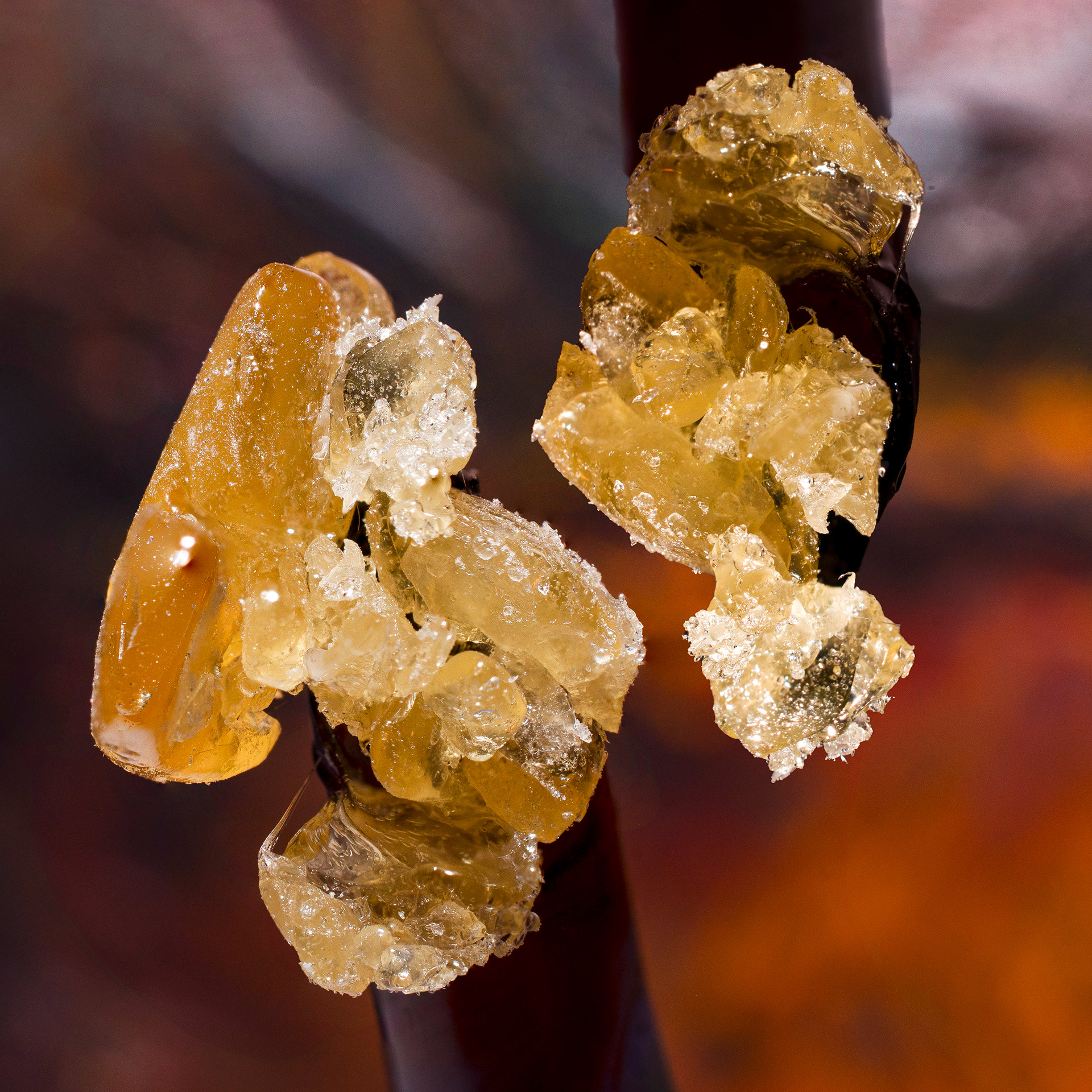 GMO Lazercat Mixed Micron Rosin