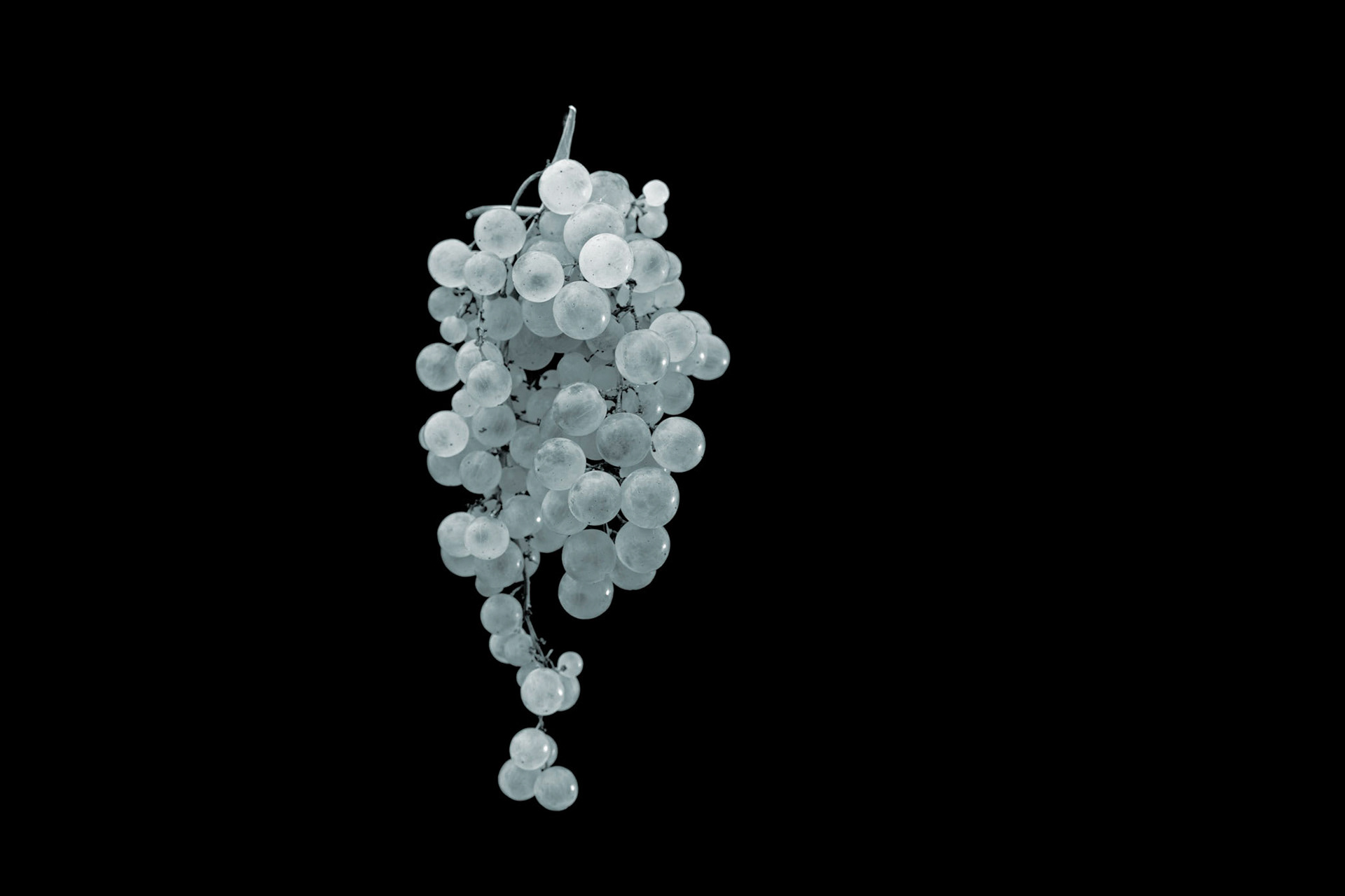 Raisin blanc de Moissac