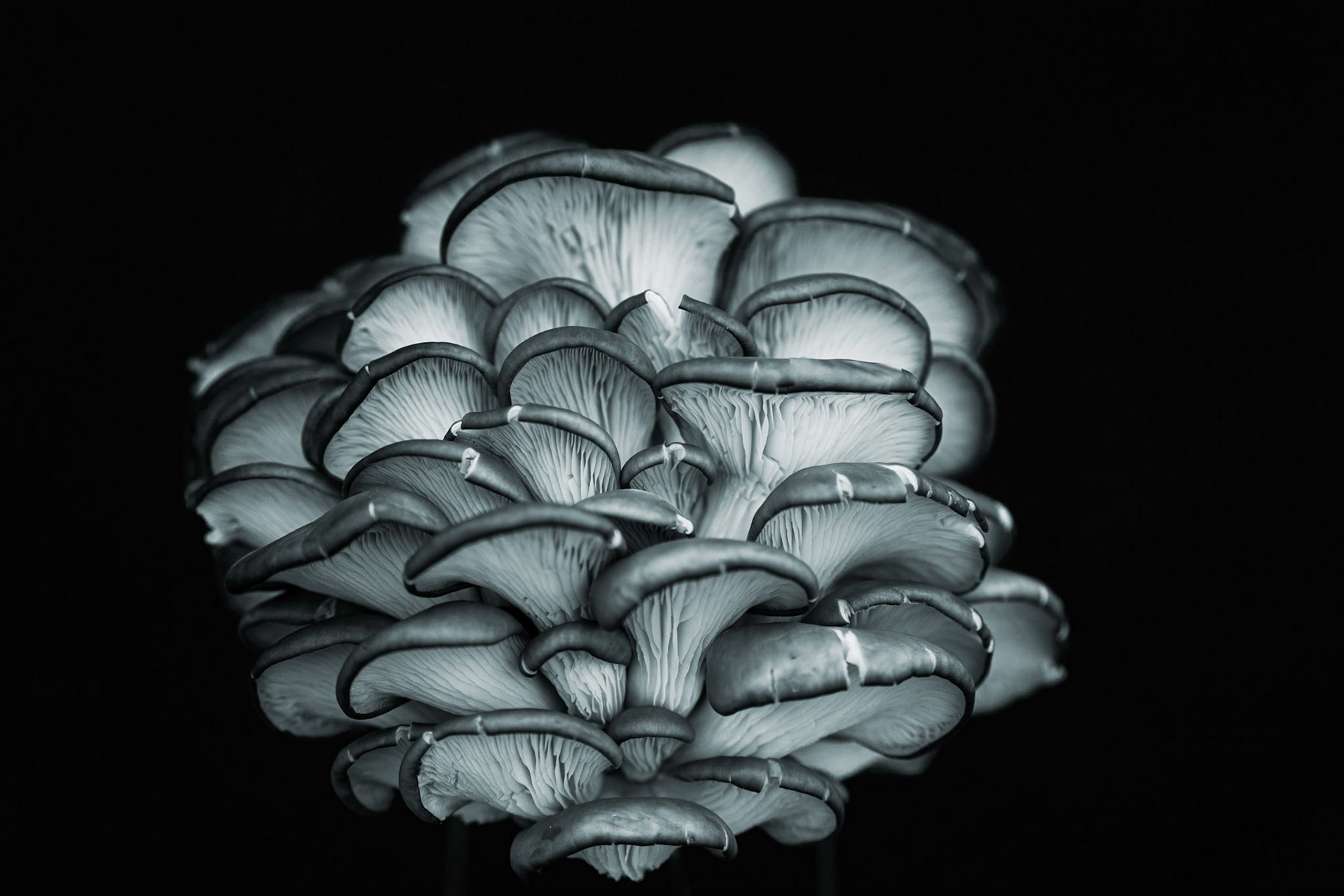 Pleurotes