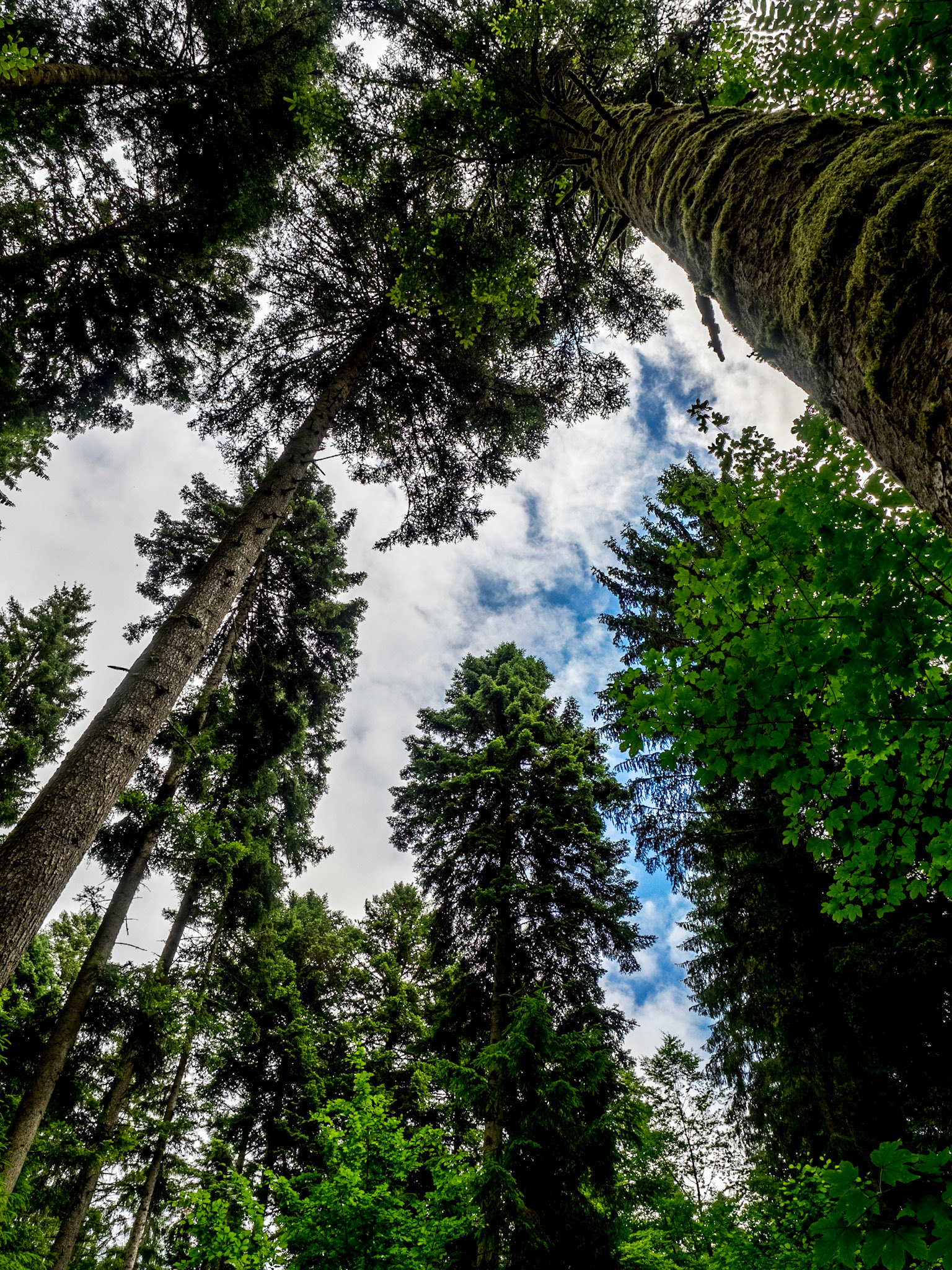 Rötelbach Schwarzwald