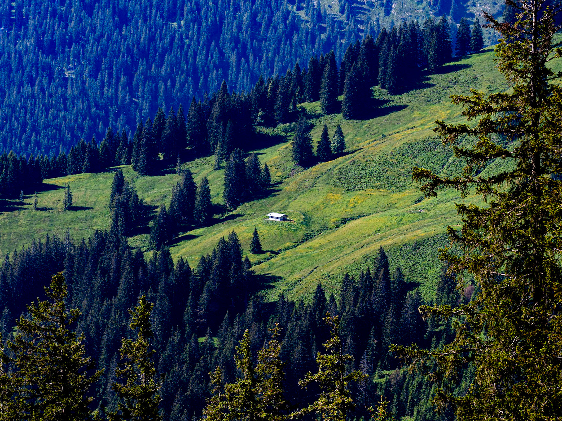mit Weiherkopf, Rangiswanger Horn, bis kurz vor das Sigiswanger Horn und wieder zurück