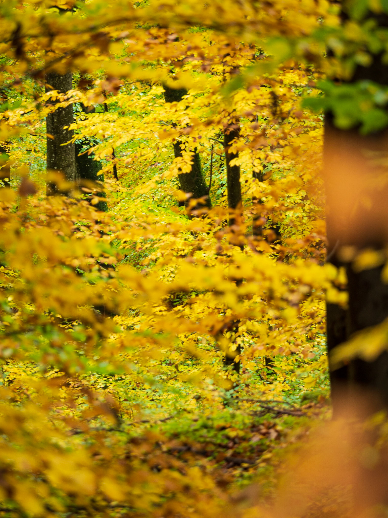 Rund um den Hohenneuffen