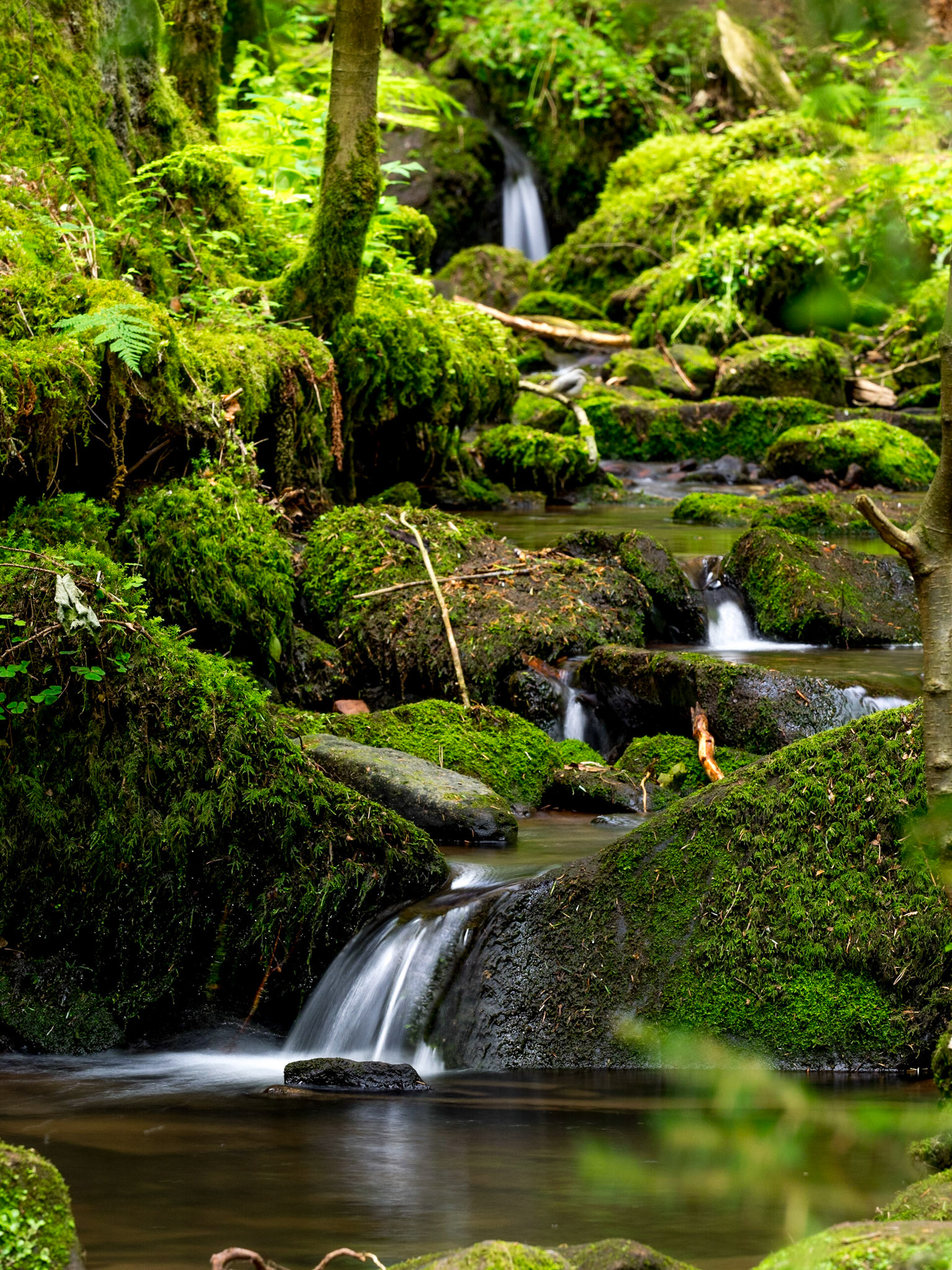 Rötelbach Schwarzwald