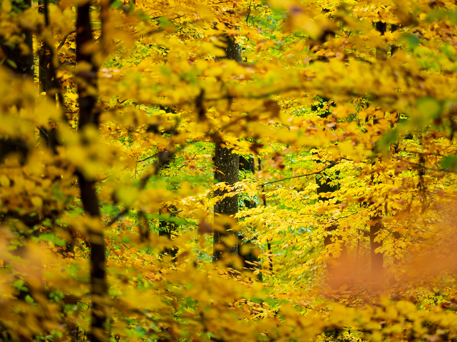 Rund um den Hohenneuffen