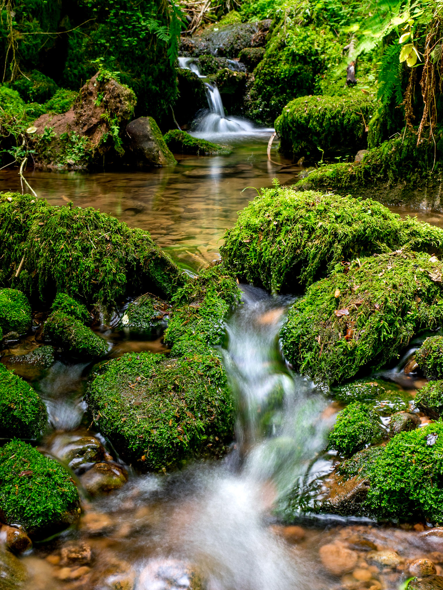 Rötelbach Schwarzwald