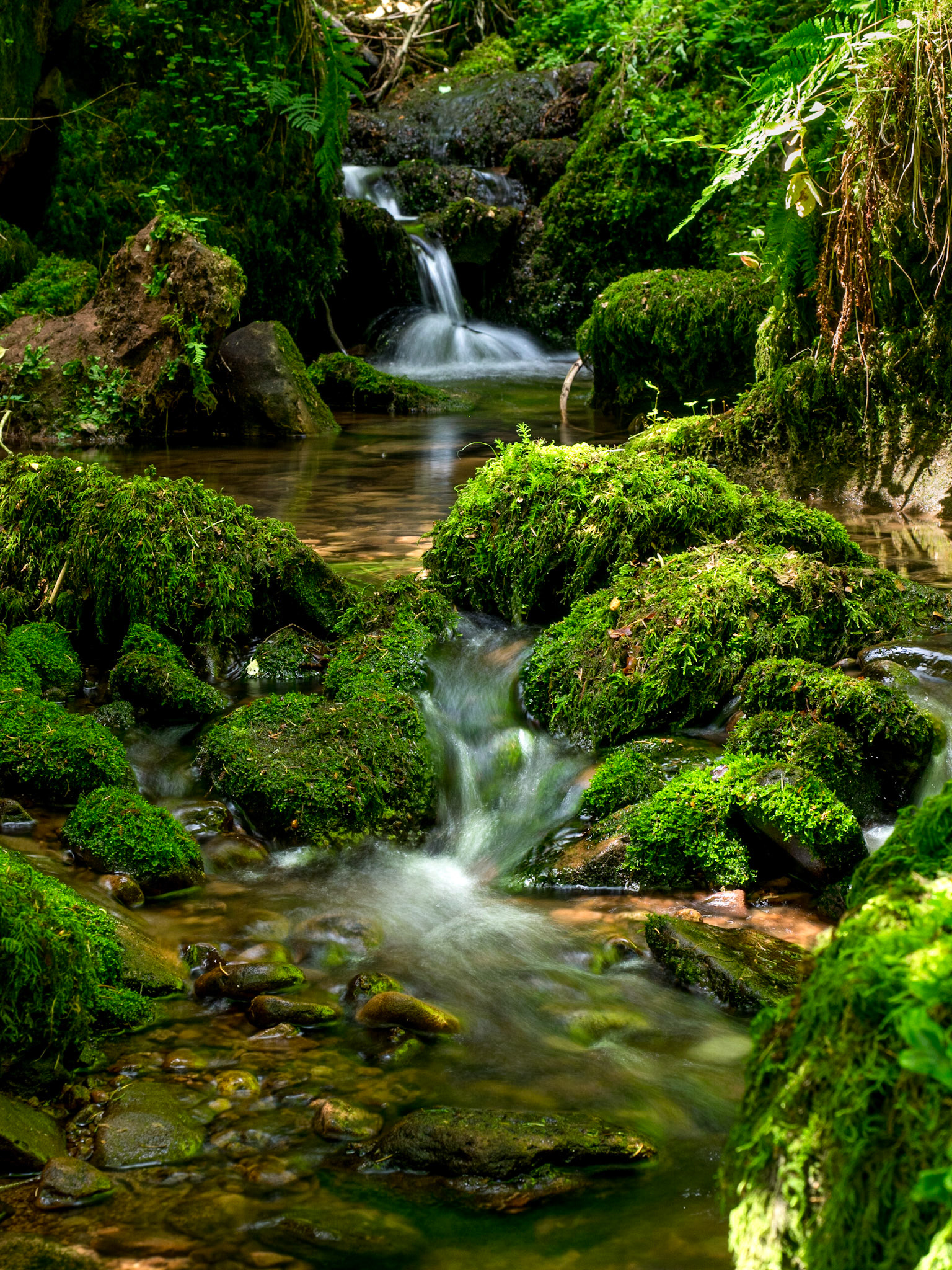 Rötelbach Schwarzwald