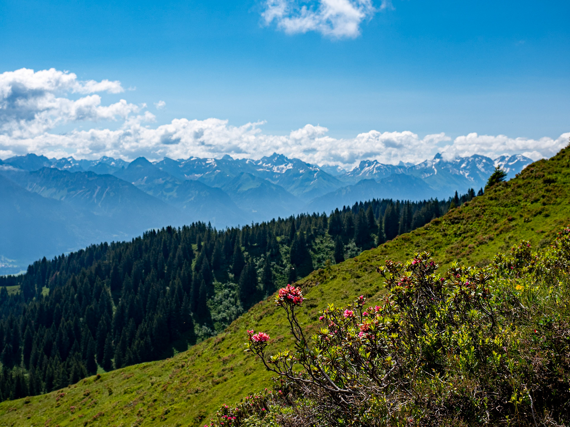 mit Weiherkopf, Rangiswanger Horn, bis kurz vor das Sigiswanger Horn und wieder zurück